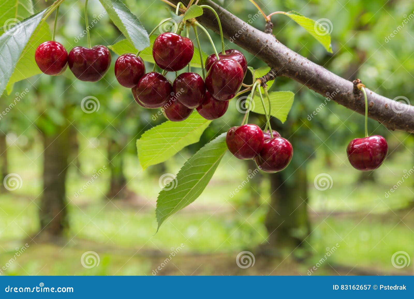  red cherries on tree in cherry orchard