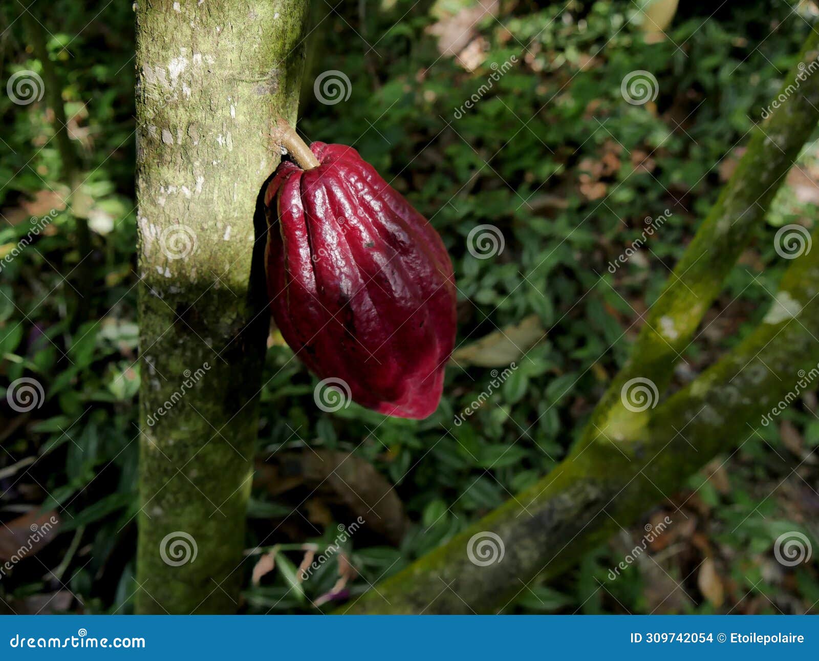  red criollo cacao pod growing on theobroma cacao tree