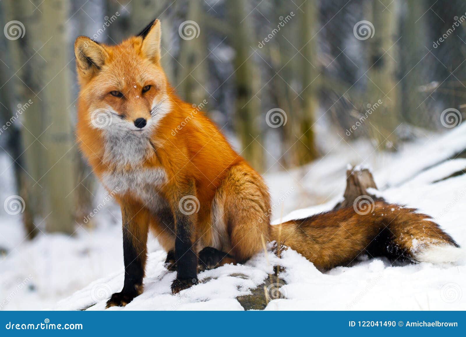 red fox yukon territories canada