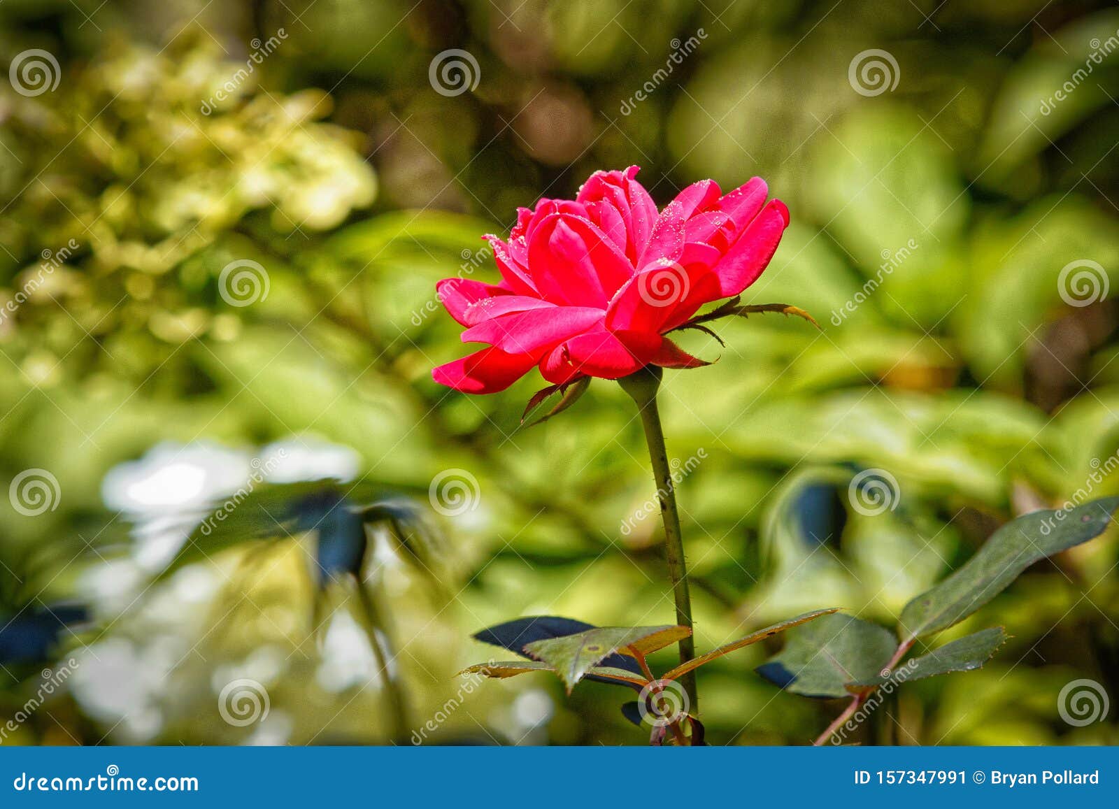Red Knockout Rose in Bloom stock image. Image of beauty 157347991