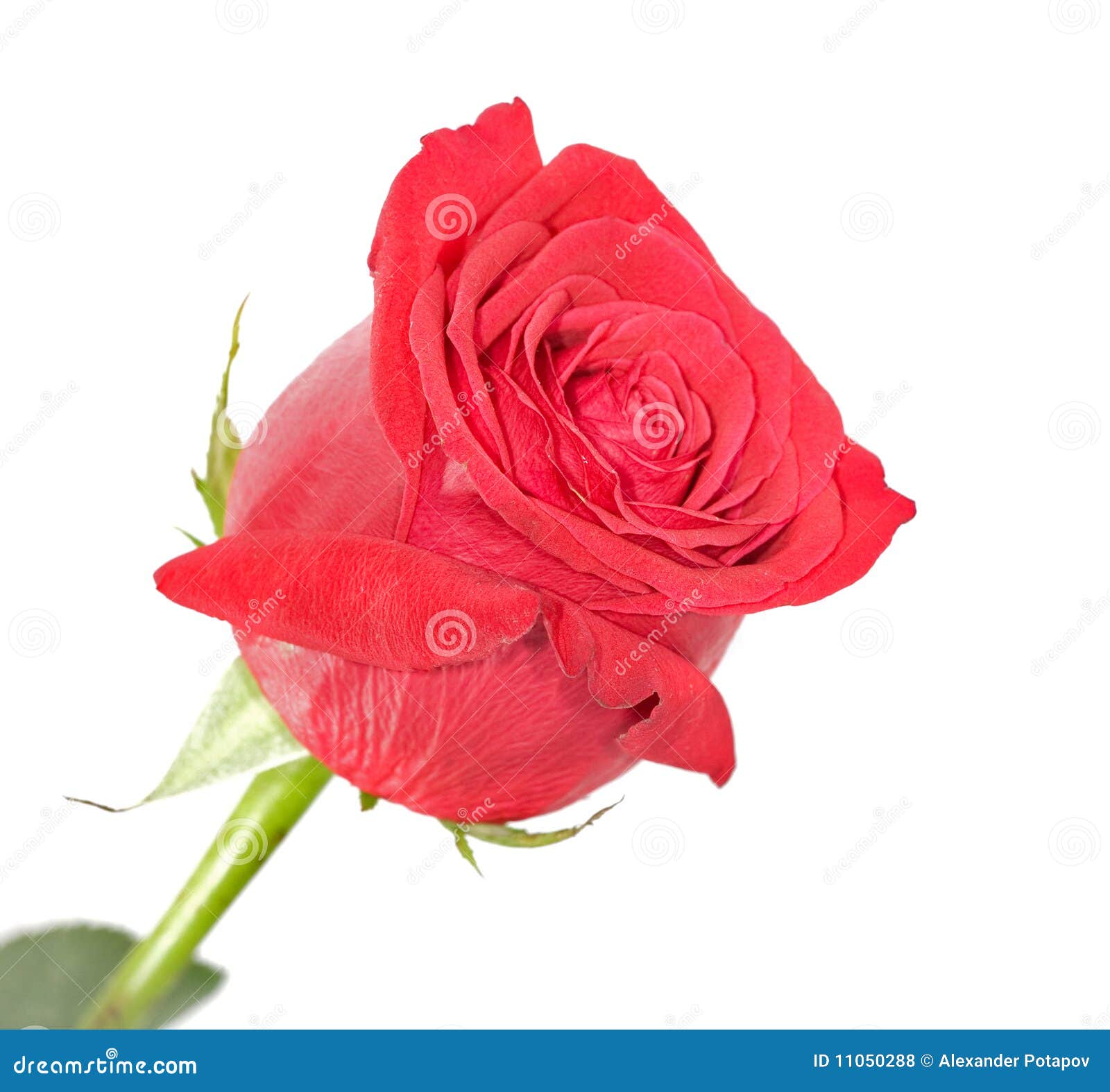 Isolated Red Rose Stock Photo Image Of Object Background 11050288