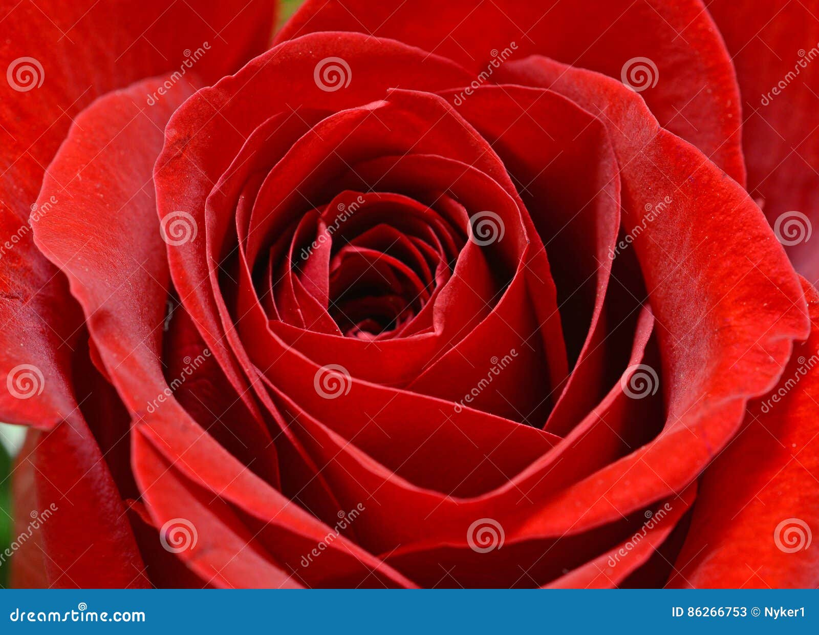Isolated Red Rose with Green Background Stock Image Image of romance, rosacea 86266753