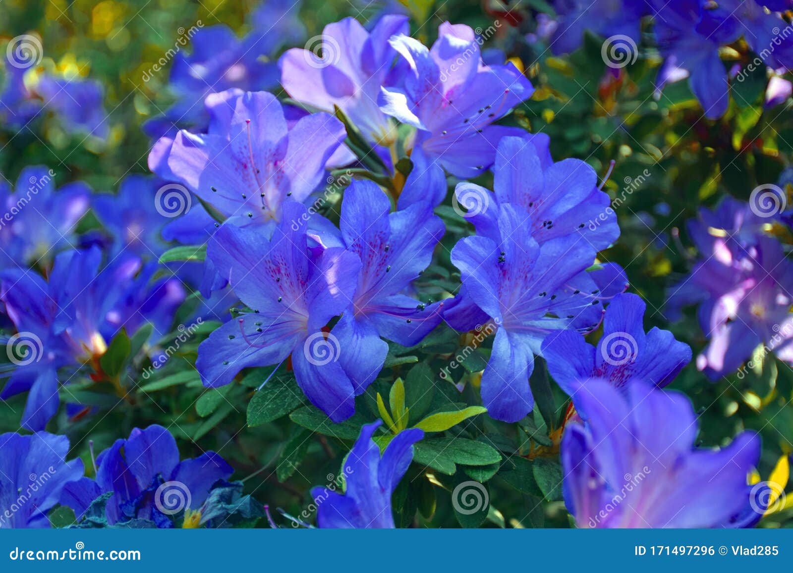 Flowering Purple Azaleas In The Winter Garden Stock Photo Image Of Decoration Fresh 171497296