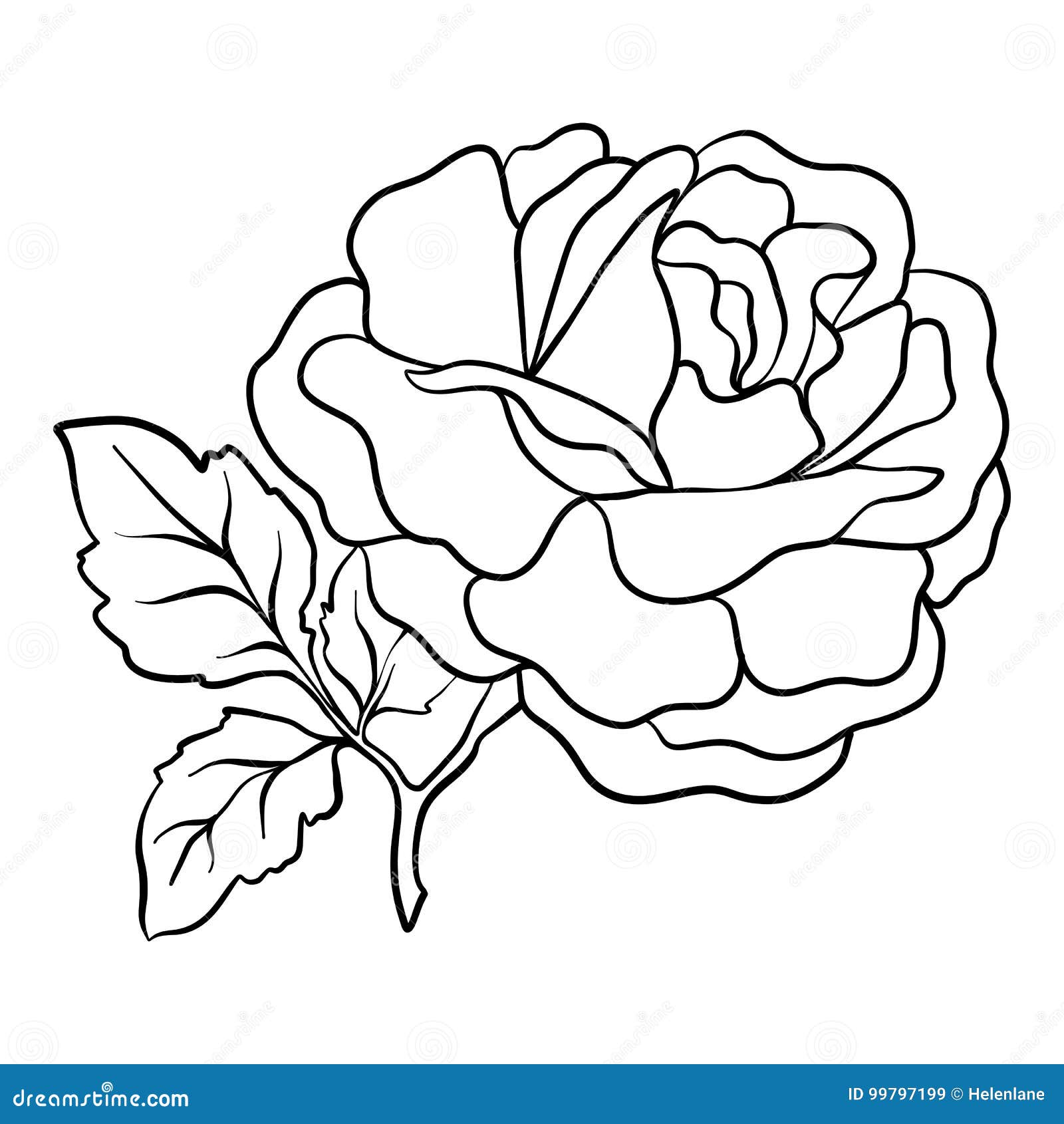  rose. outline drawing. stock  .