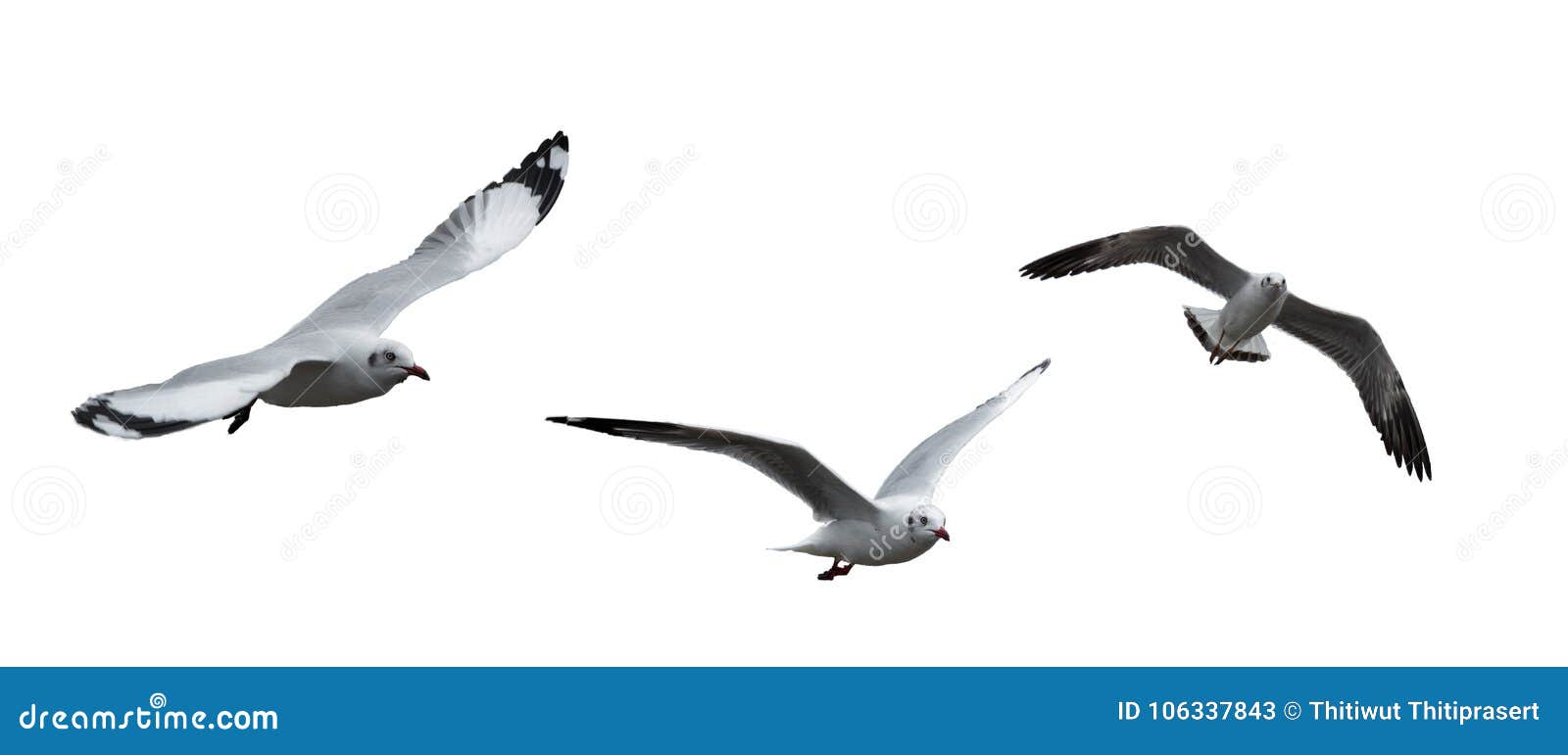  seagull birds