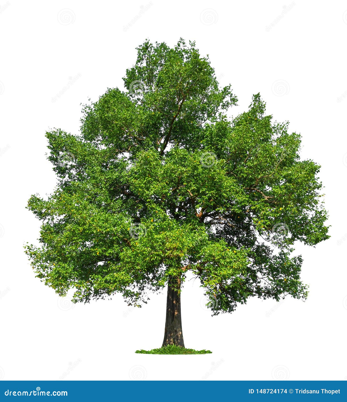Isolated Single Big Tree on White Background Stock Photo Image of