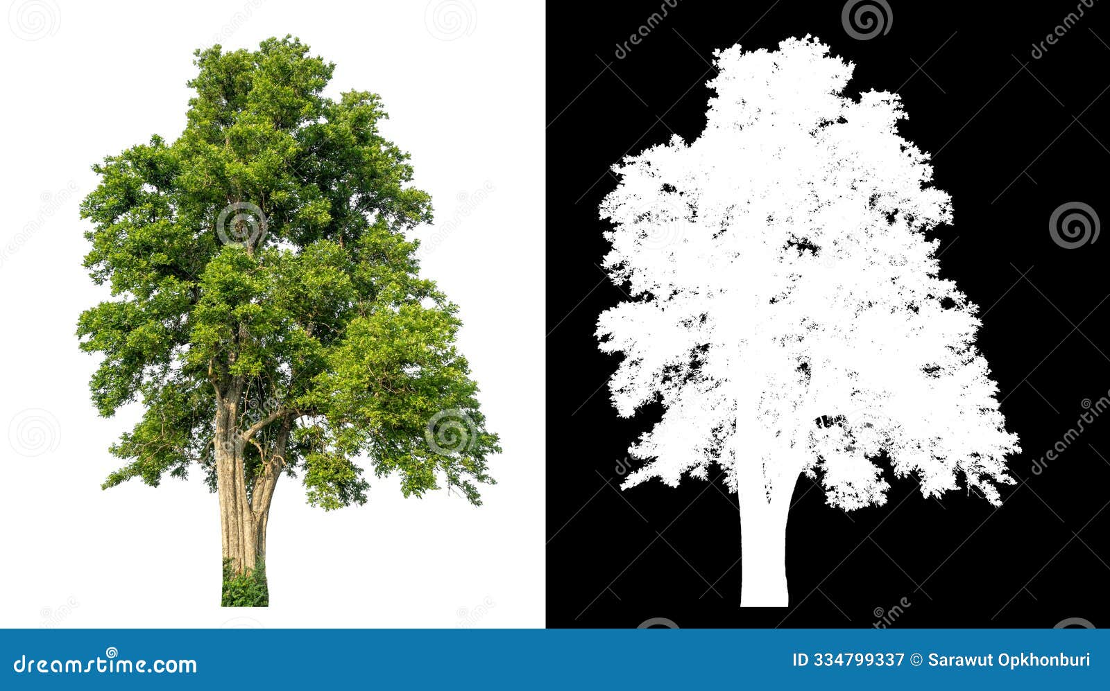  single tree with clipping path and alpha channel on black background .