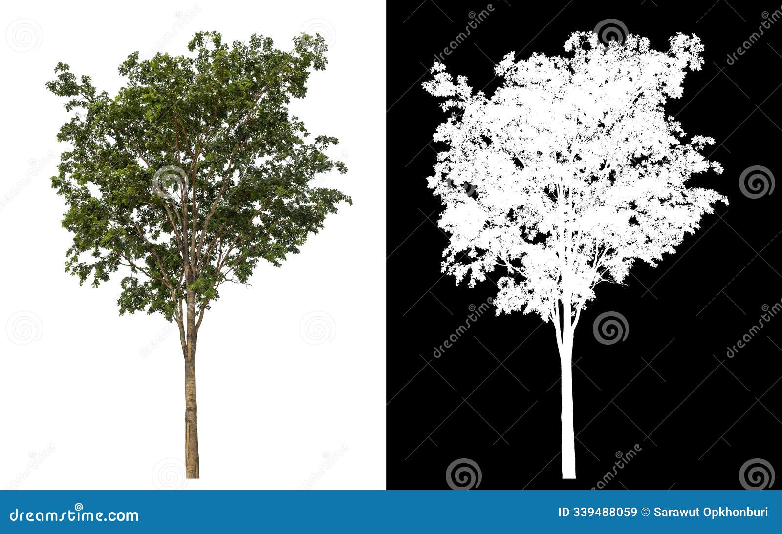 single tree with clipping path and alpha channel on black background .