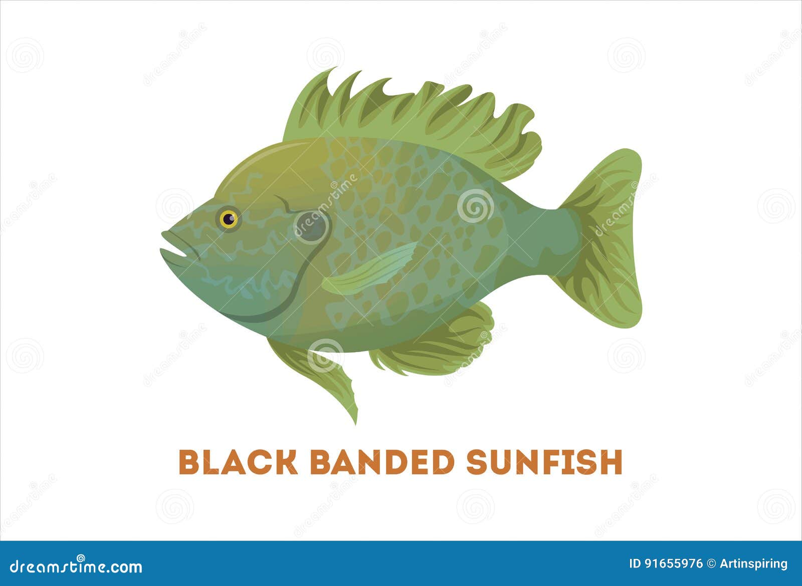 Download Bluegill Cartoons, Illustrations & Vector Stock Images ...