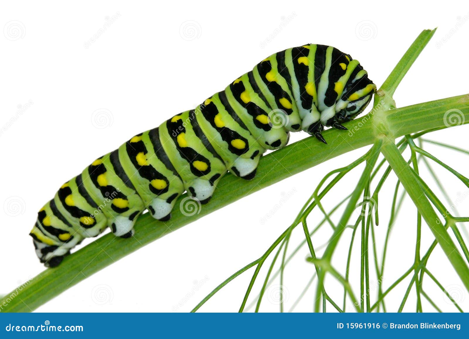  swallowtail caterpillar