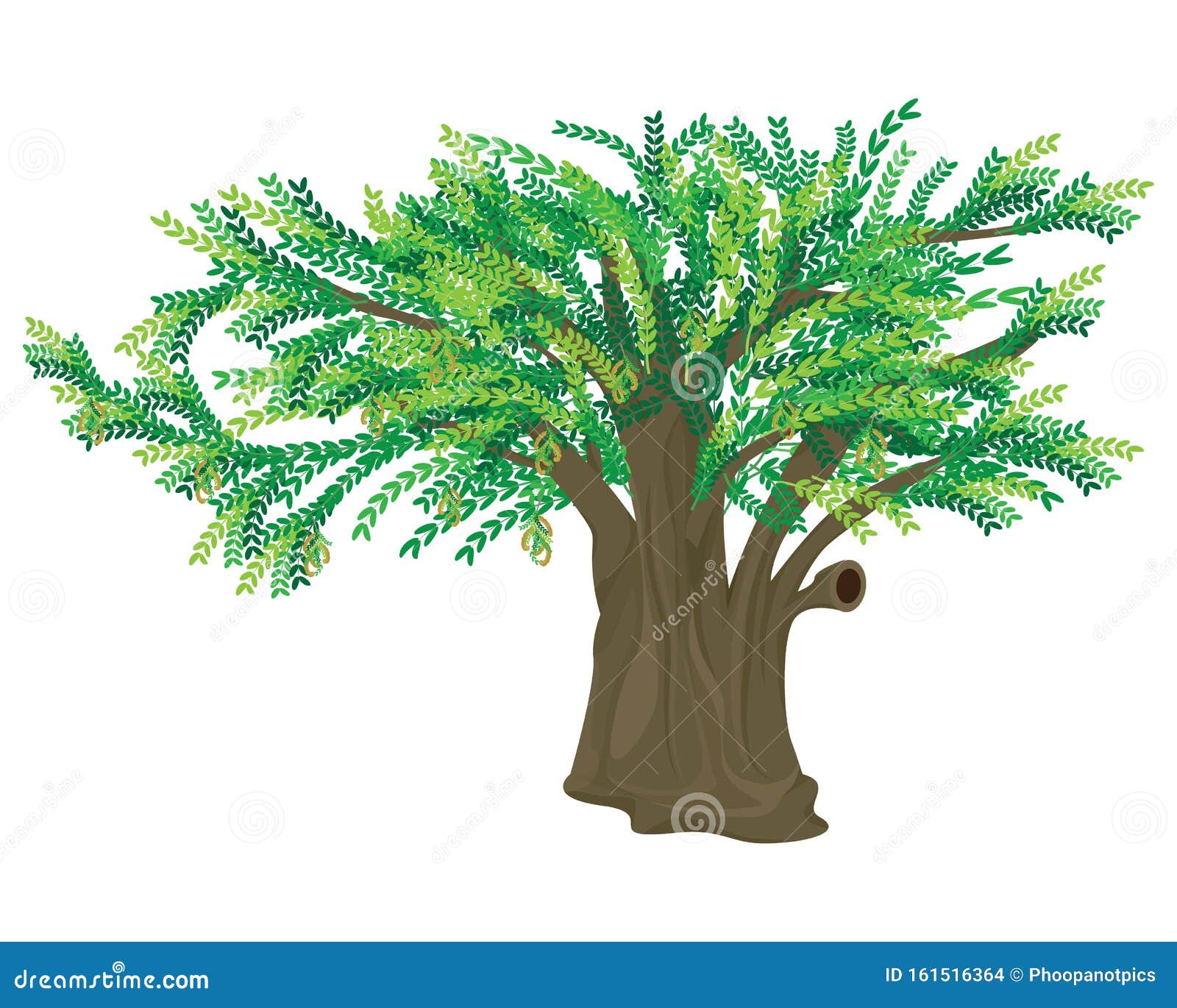 Isolated Tamarind Tree On White Background Stock Vector Illustration Of Groon Cartoon