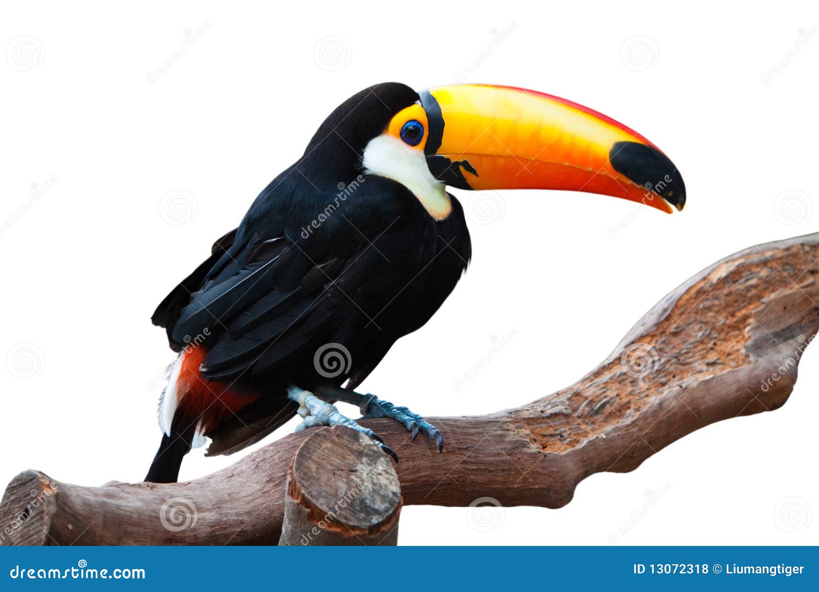 a  toucan with white background is standing on a trunk