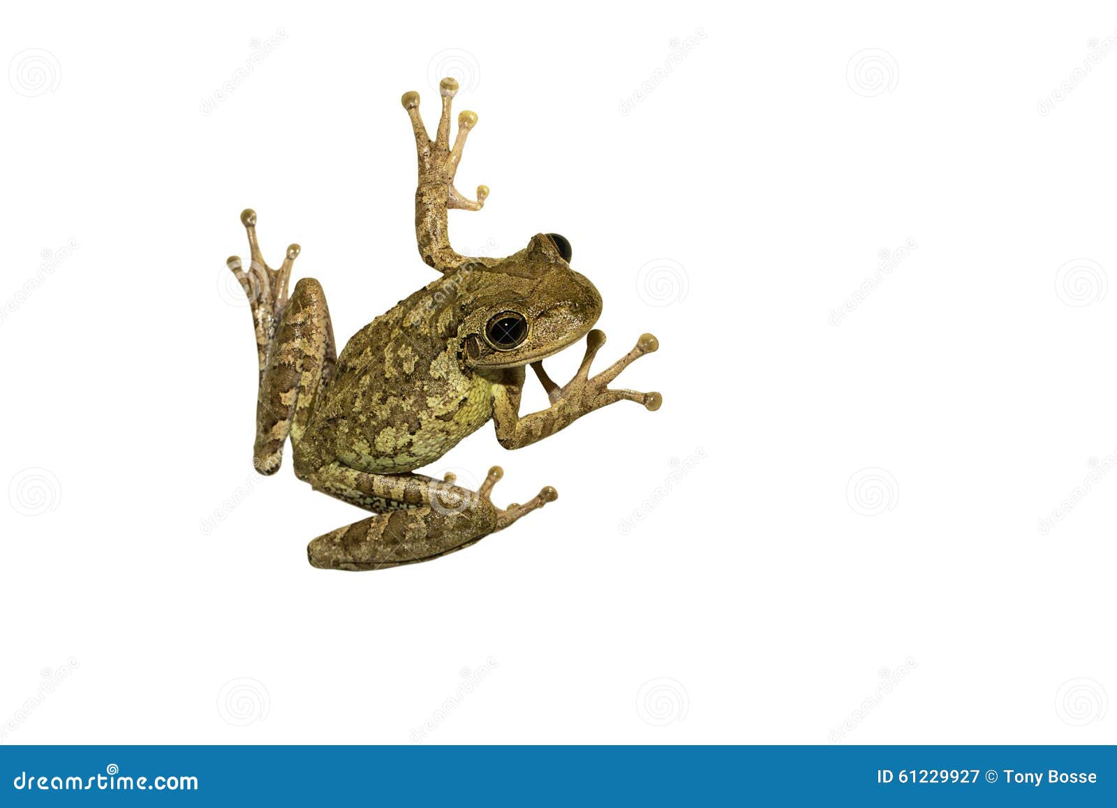 Isolated Tree Frog Stock Photo Image 61229927