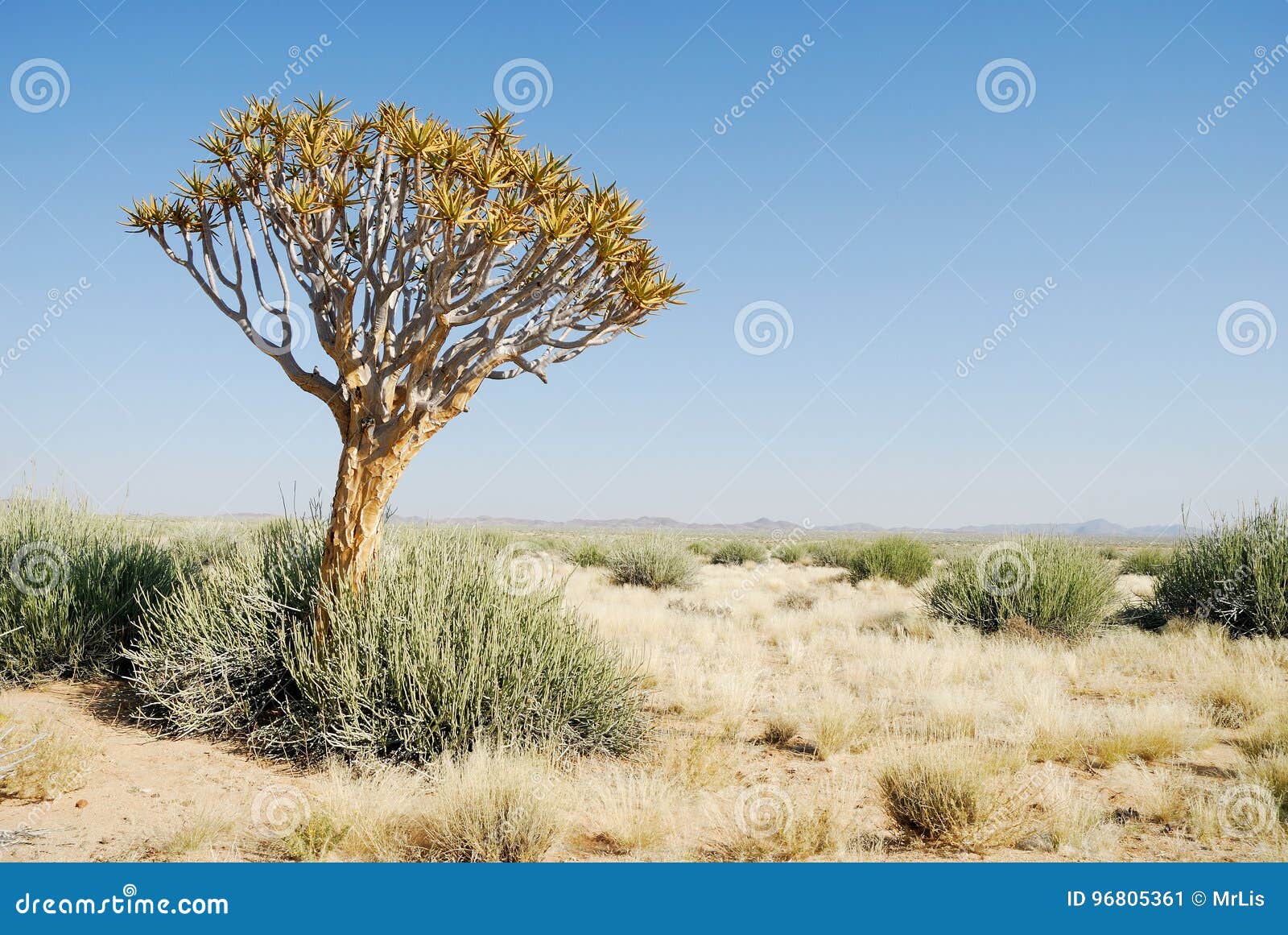 Isolated Tree in the Kalahari Desert, Namibia Stock Image Image of