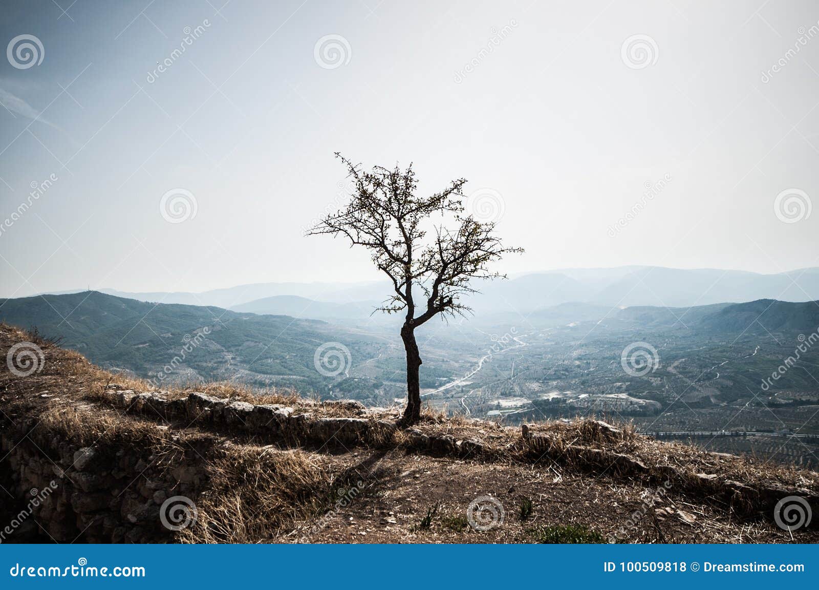Isolated Tree in Watching the Valley Stock Photo Image of isolated