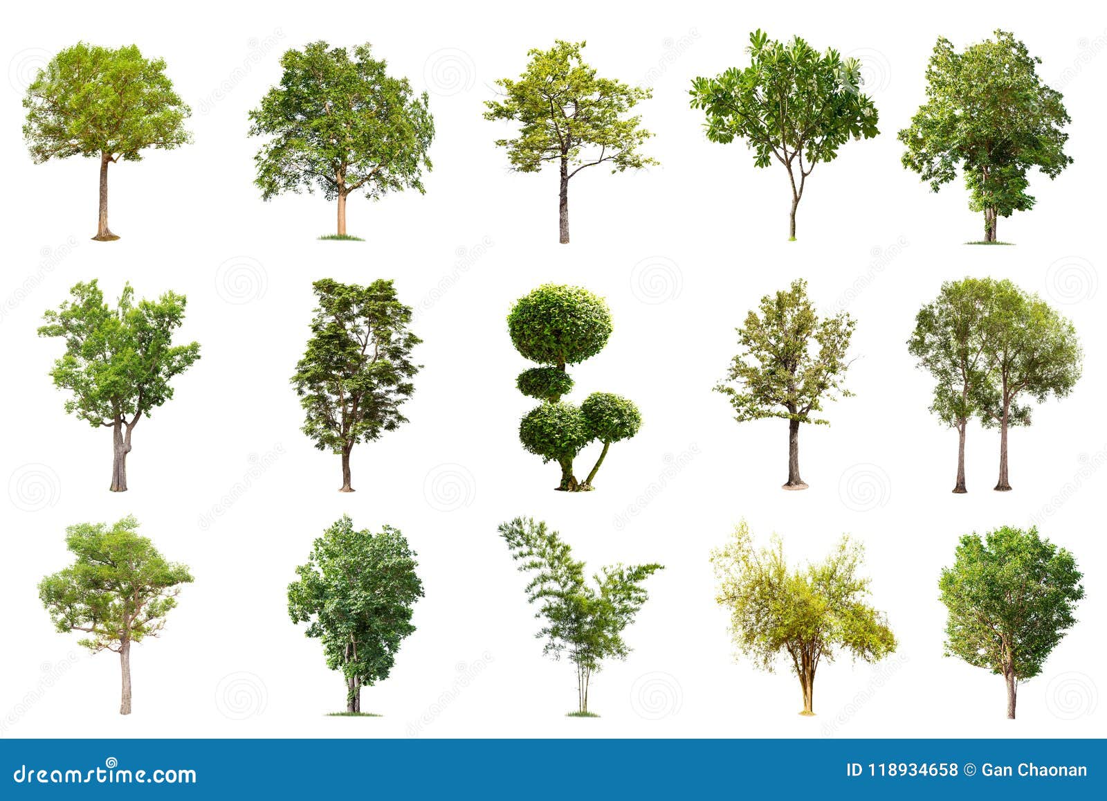  tree on white background , the collection of trees.