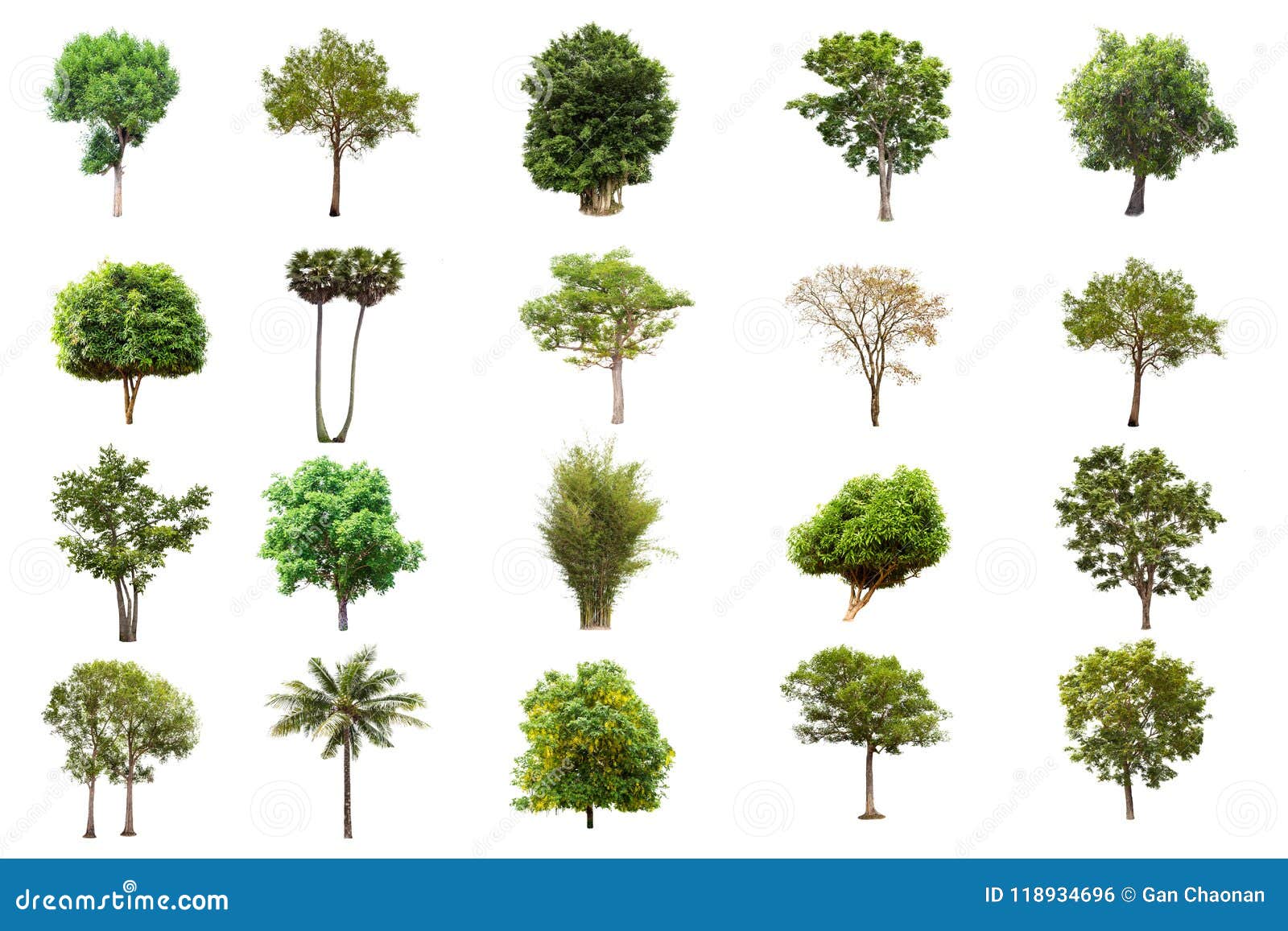  tree on white background , the collection of trees.