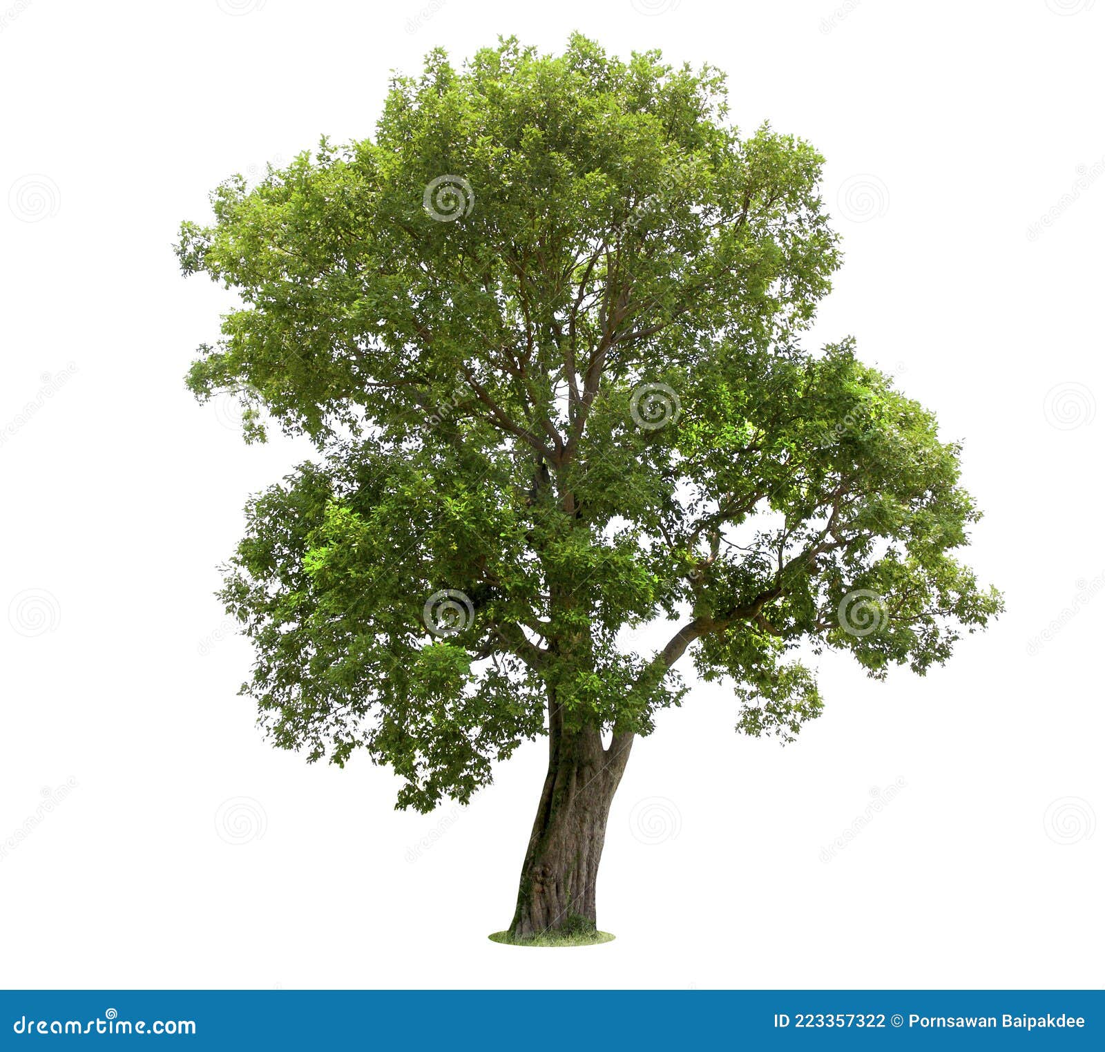 Isolated Tree on White Background Stock Photo - Image of isolated, maple: 223357322