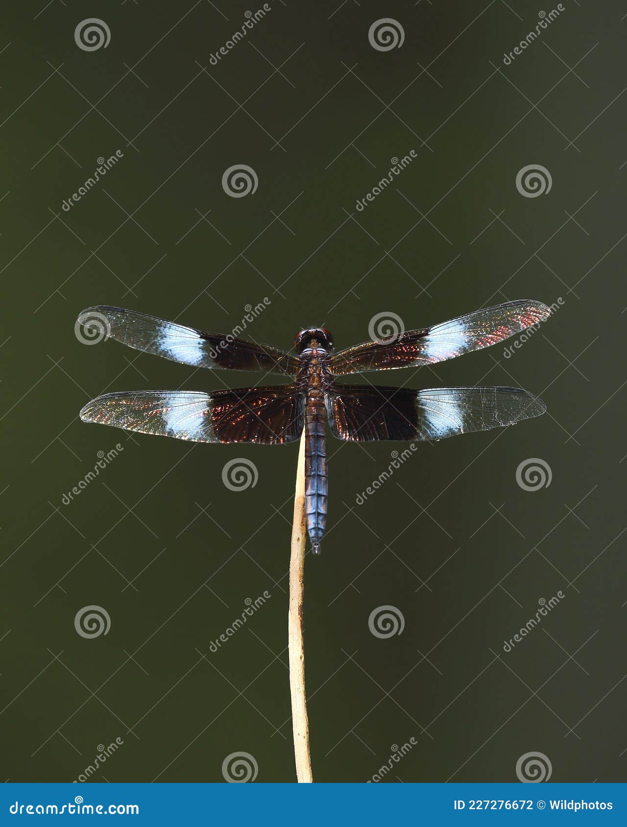 male widow skimmer dragonfly libellula luctuosa