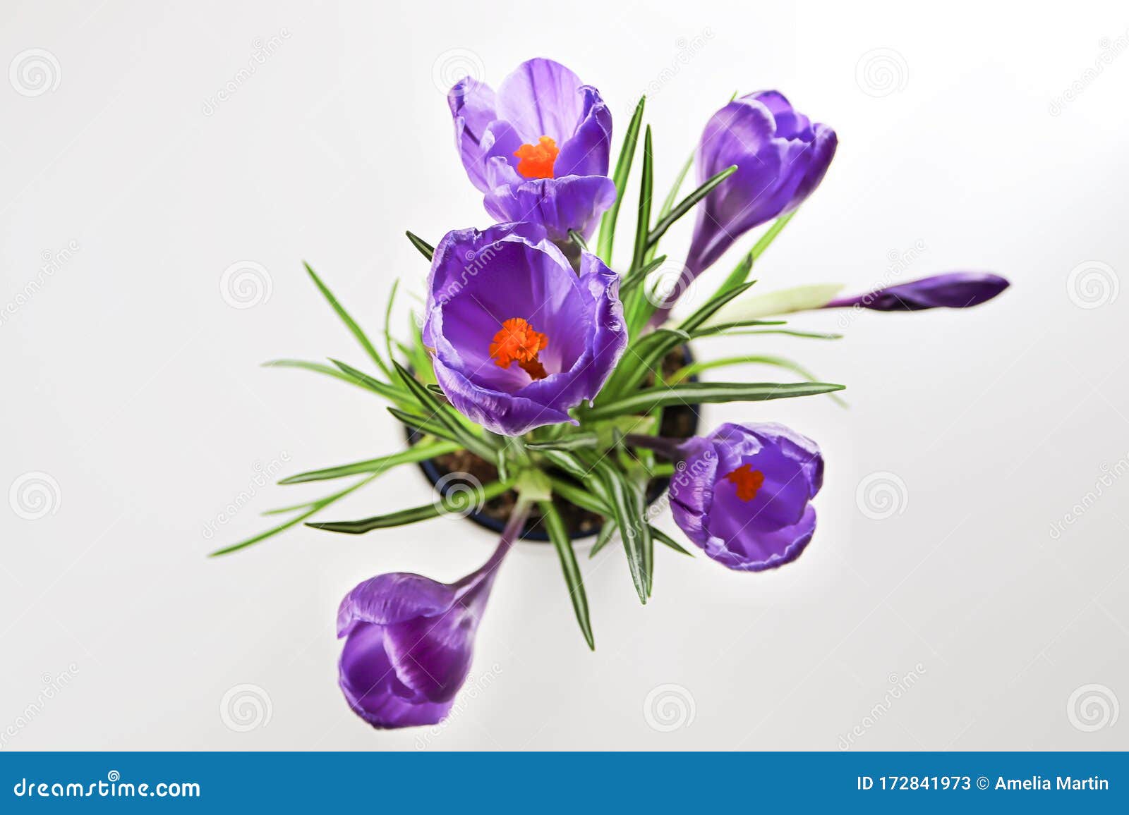 Isolated View of Purple Crocus Flowers Looking Down Stock Image - Image ...