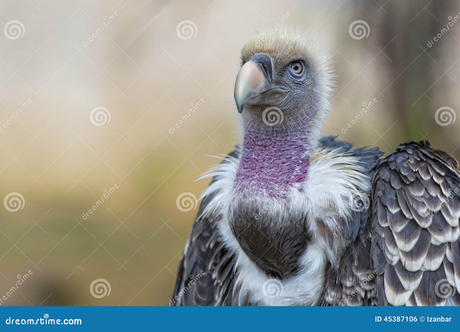 Isolated Vulture, Buzzard Looking at You Stock Photo - Image of buzzard ...