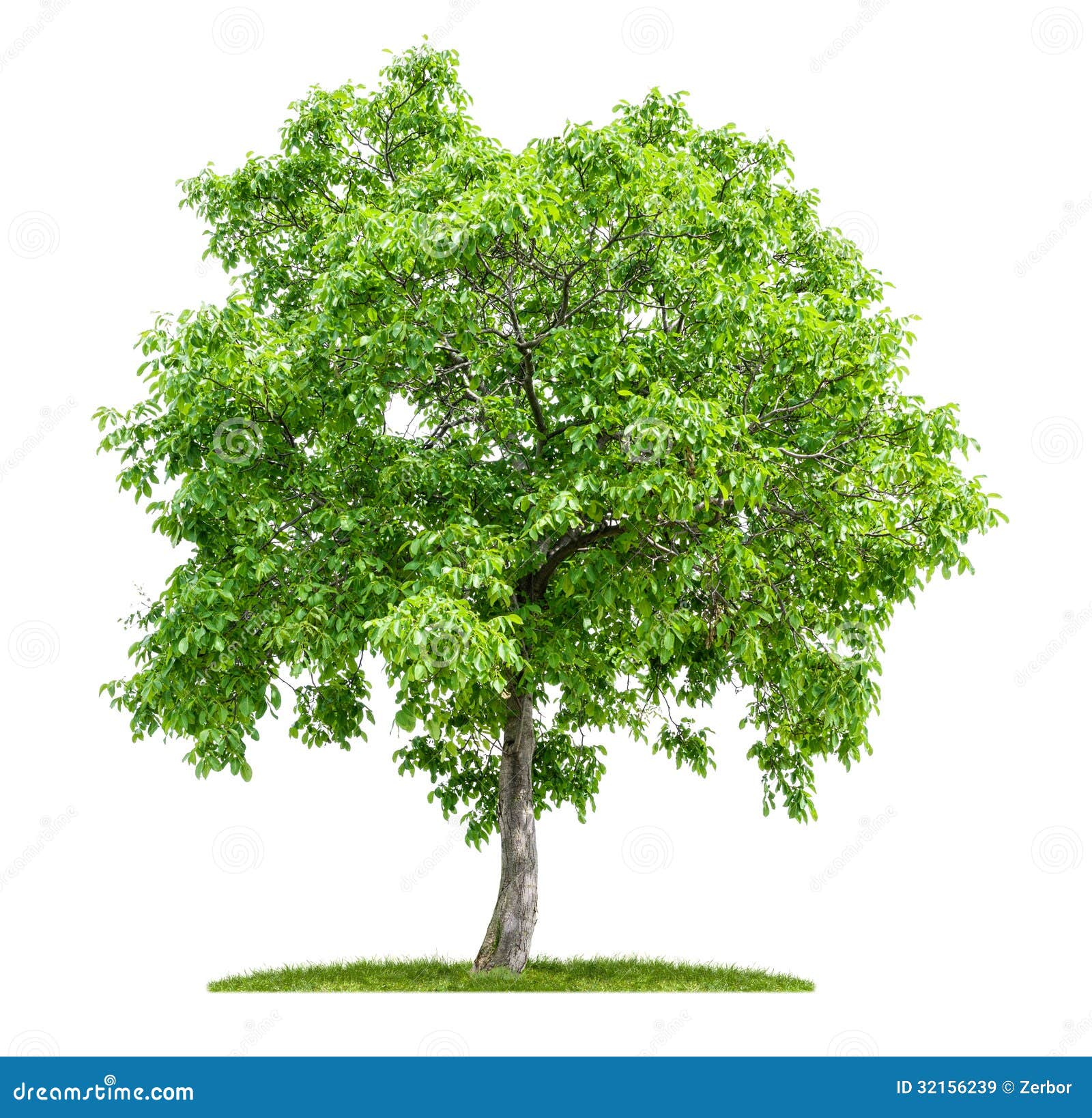 Isolated Walnut Tree Royalty Free Stock Images - Image ...