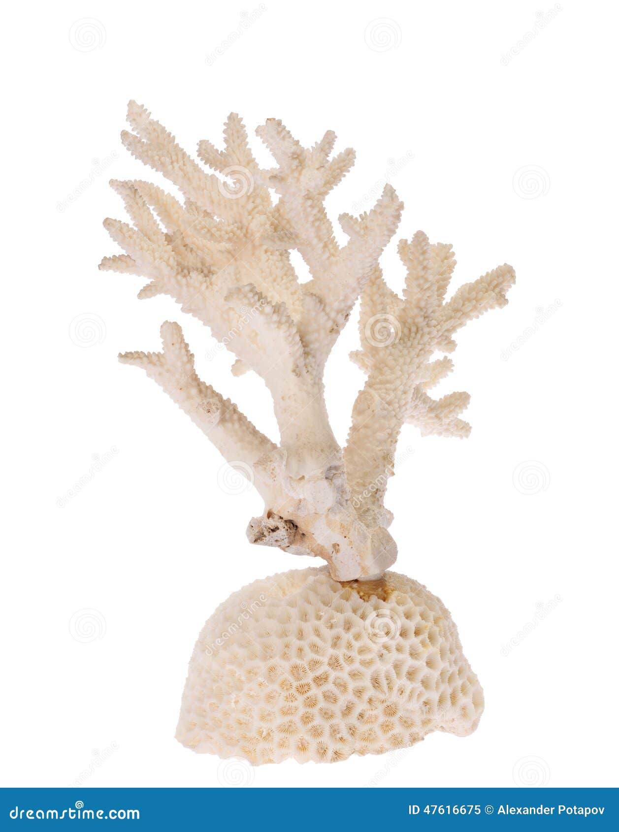 Isolated White Coral Branch Stock Image - Image of horizontal