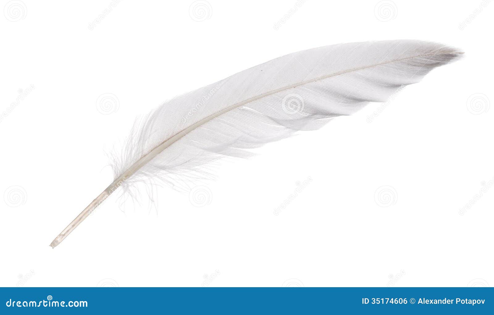  white goose feather