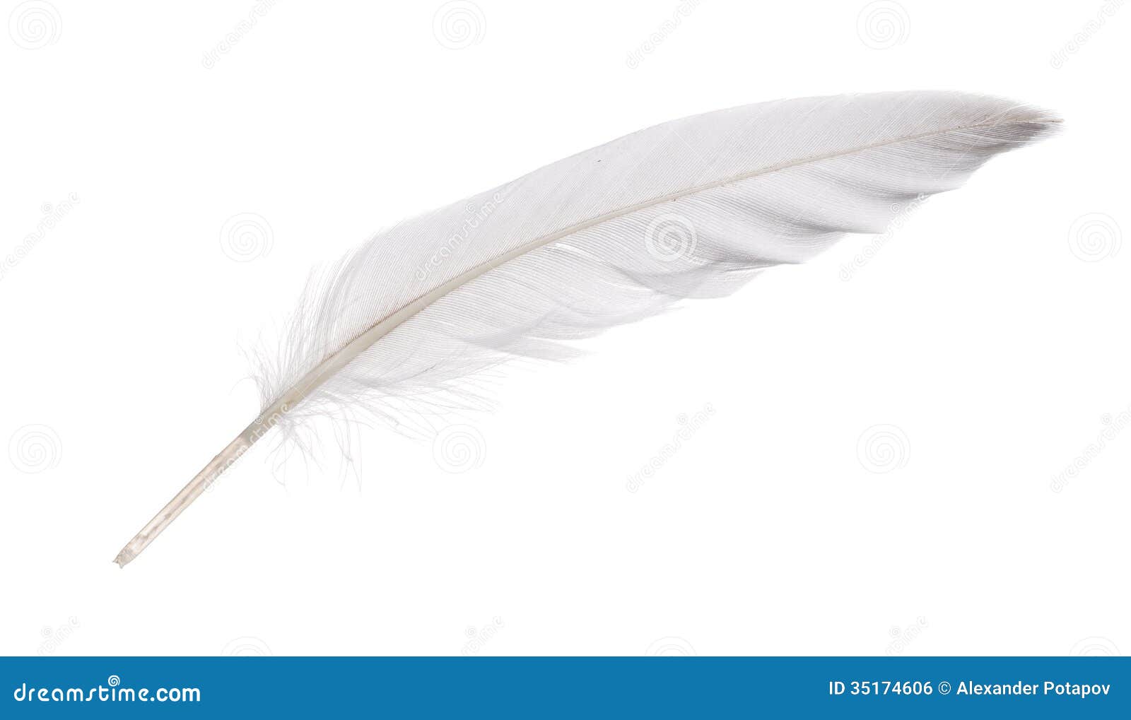 white goose feather