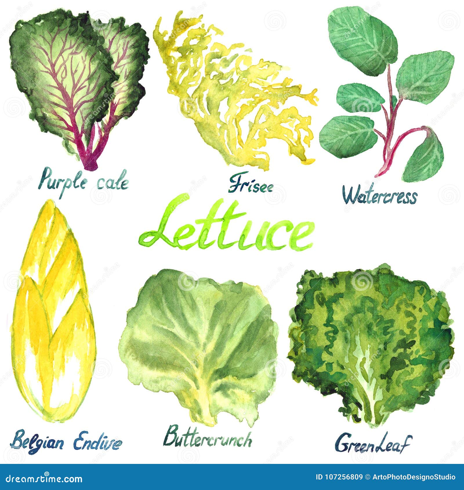 Lettuce перевод на русский. Листья бельгийский салат. Салат растение виды с картинками. Схематично салат растение  рисунок. Эндивий рисунок.