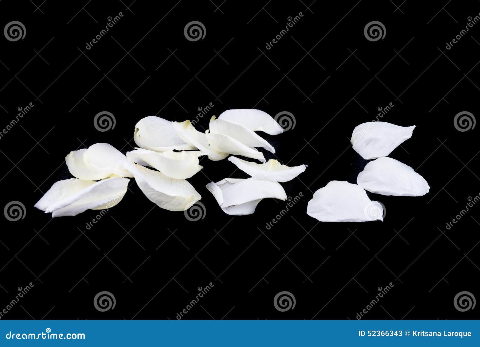 Isolated White Rose Petal on Black Stock Image Image of gift, rose