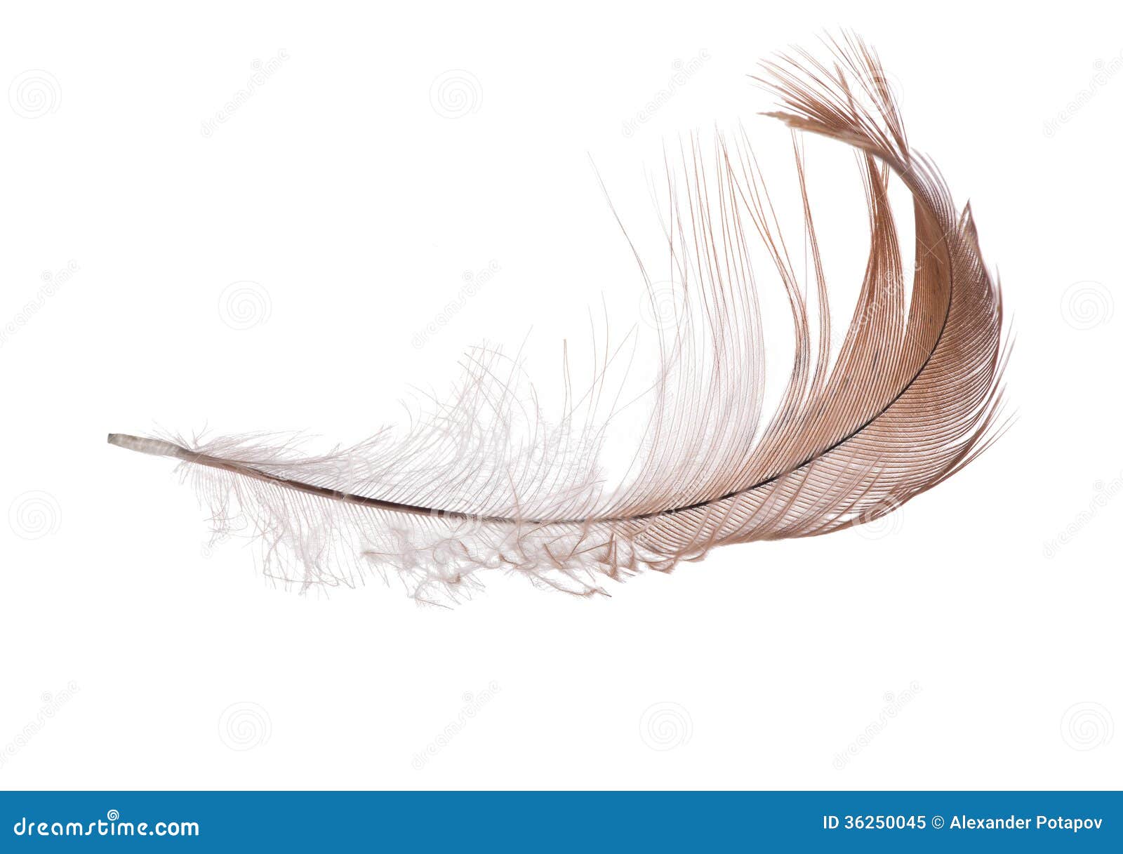 Isolated on White Single Light Brown Feather Stock Image Image of