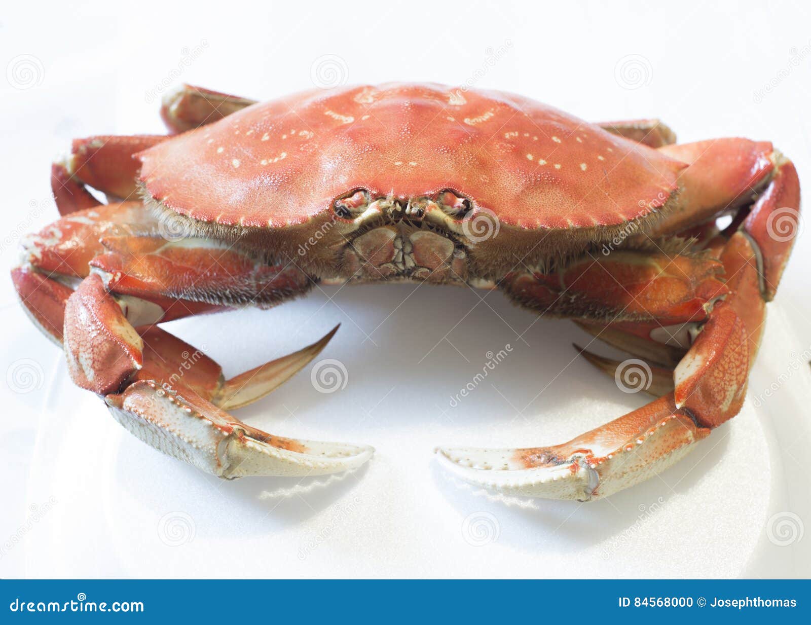 Whole Dungeness Crab In Dinner Setting On Wooden Table In Top View