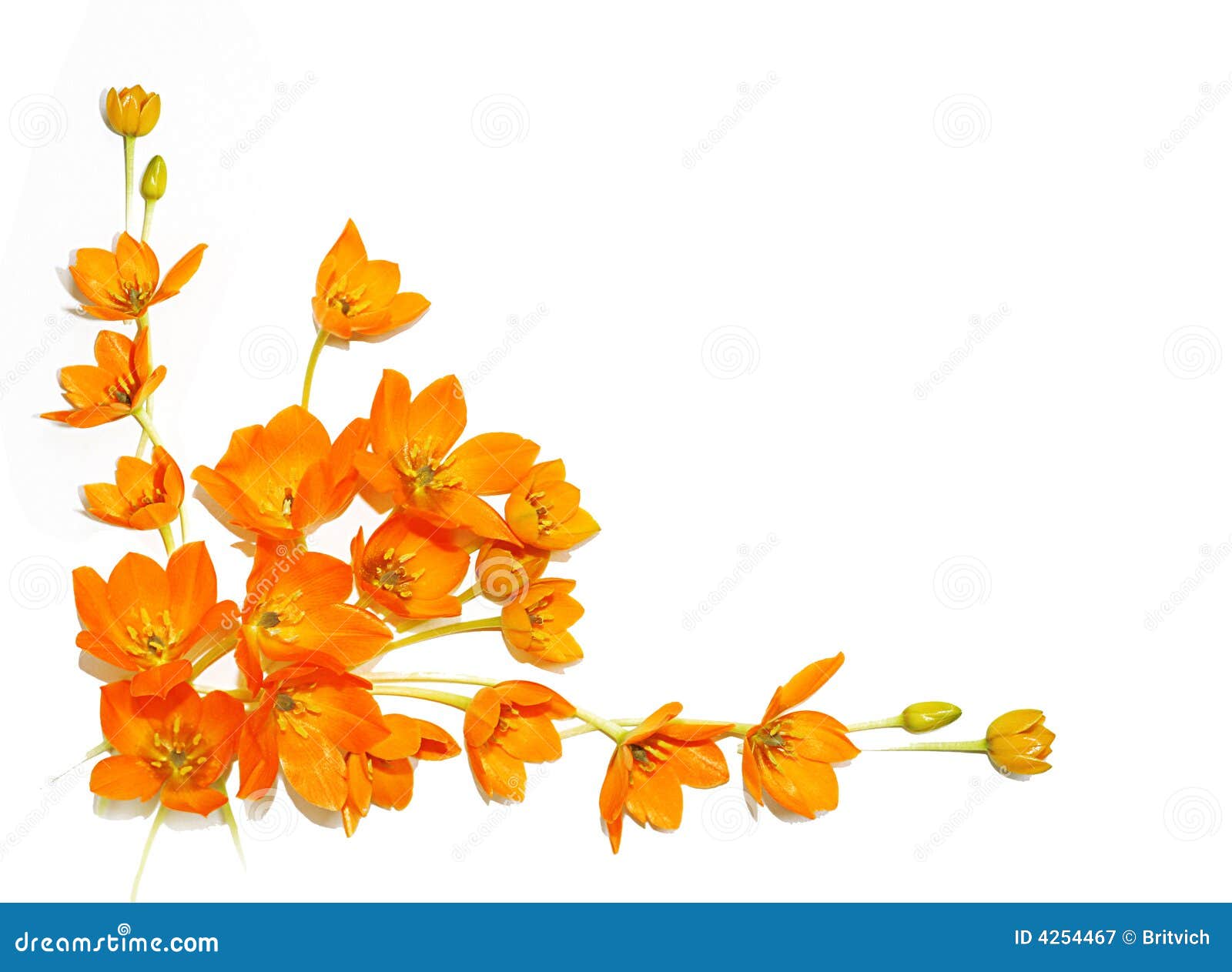 Isolated Yellow Flowers Royalty Free Stock Photography - Image: 4254467