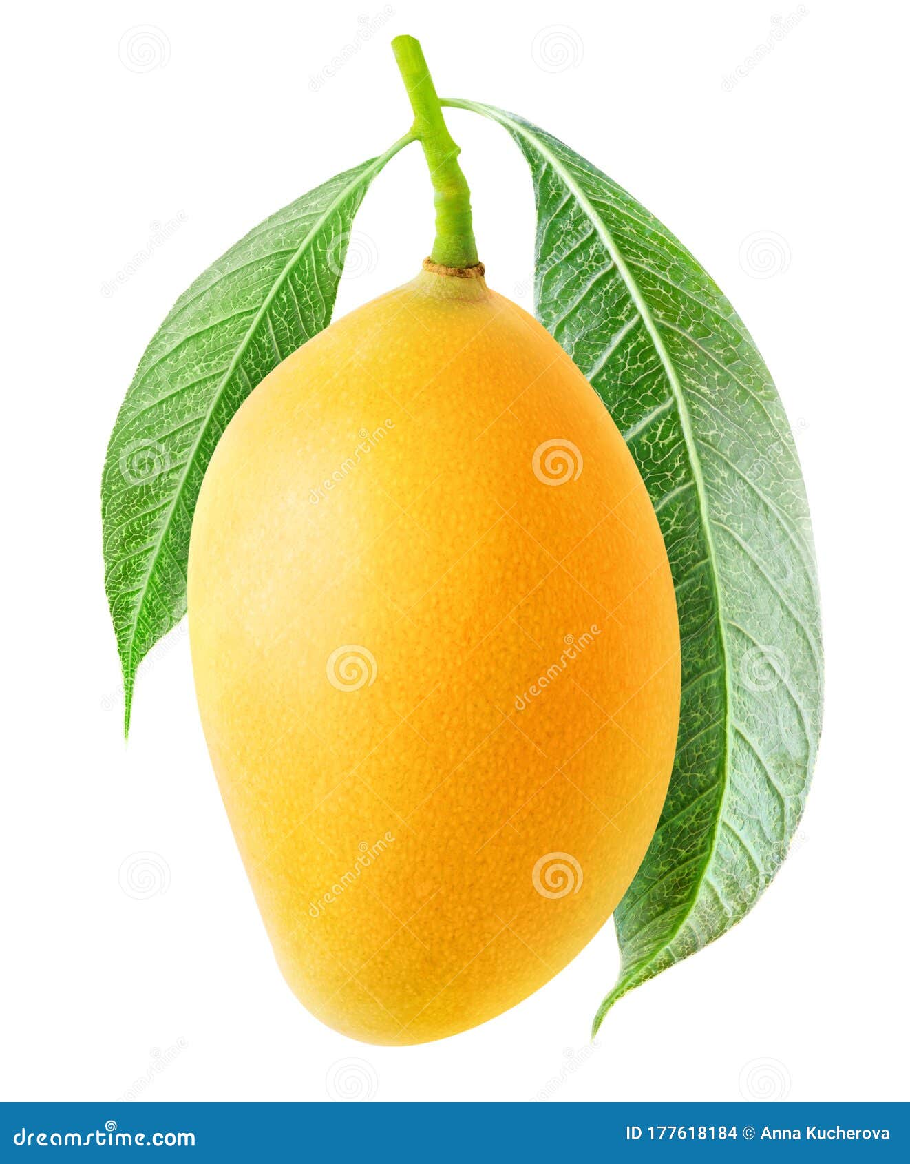 Isolated Yellow Mango on a Branch Stock Photo Image of thailand