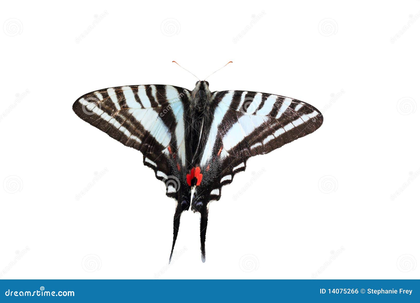 bamona zebra swallowtail bamona zebra swallowtail