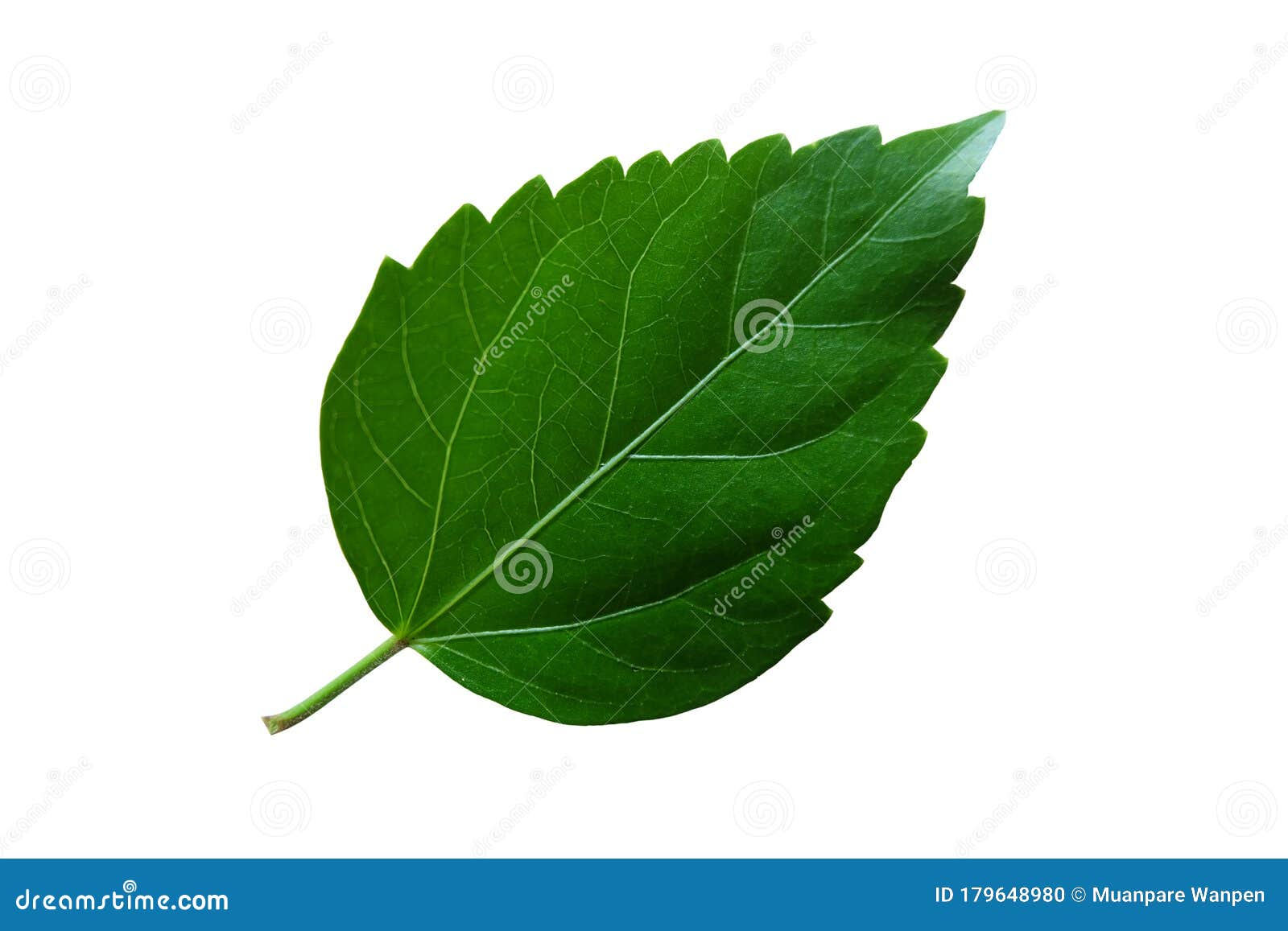 Isolatedâ€‹ Hibiscusâ€‹ Leafâ€‹ Onâ€‹ Whiteâ€‹ Backgroundâ€‹ Realâ