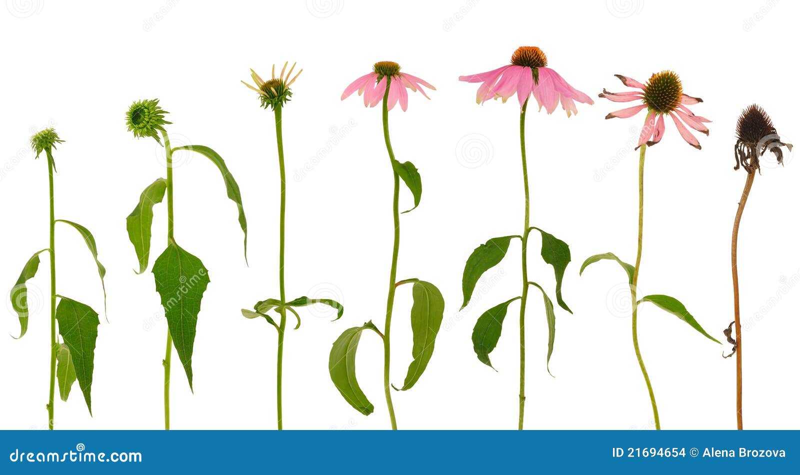 Isolerad purpurea för echinaceaevolution blomma. Tillväxt för blomma för evolution för bakgrundsbegreppsechinacea isolerade purpureawhite