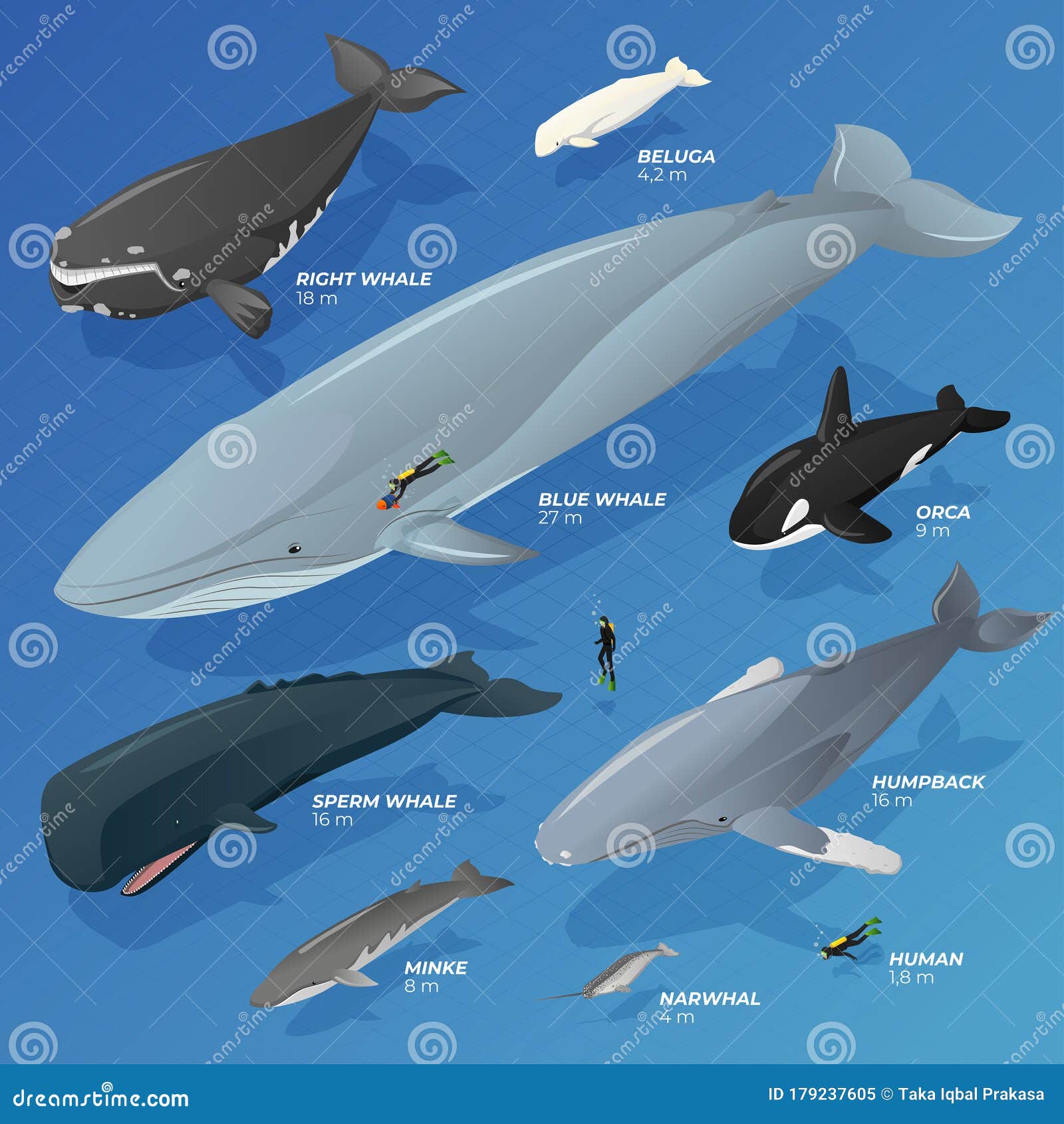 Isometric Type Comparison of Whales Stock Vector - Illustration of ...