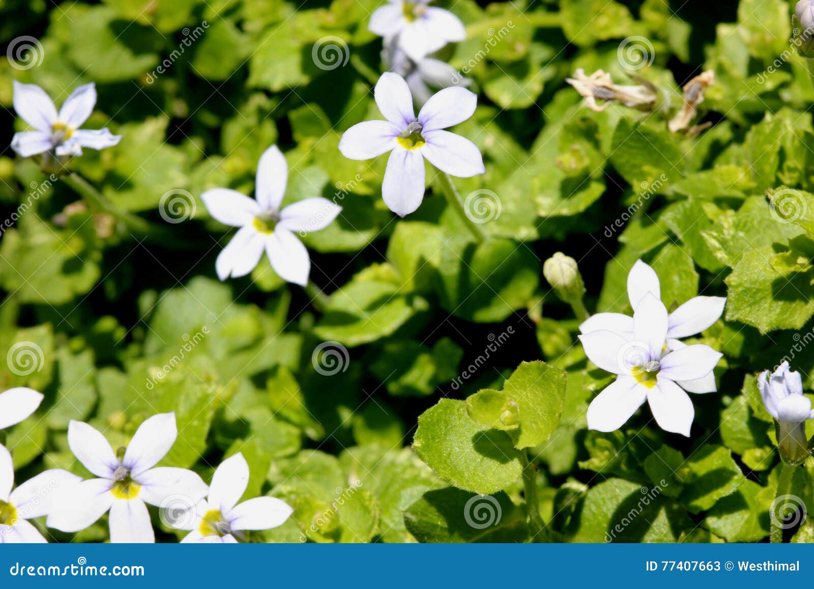 isotoma fluviatilis, blue star creeper