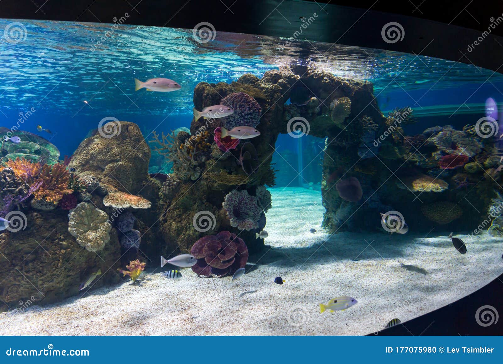 Israel Aquarium in Jerusalem Stock Photo Image of attraction, popular