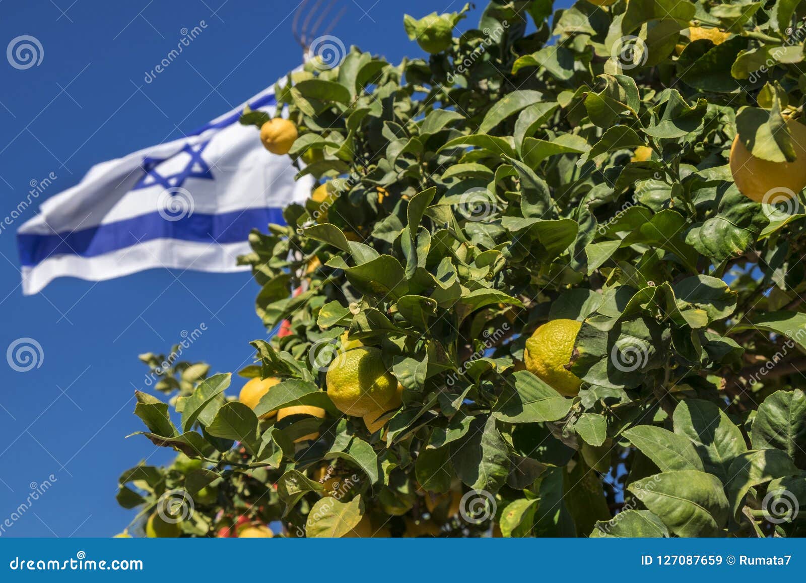 israeli flag on blue sky background and lemons tree