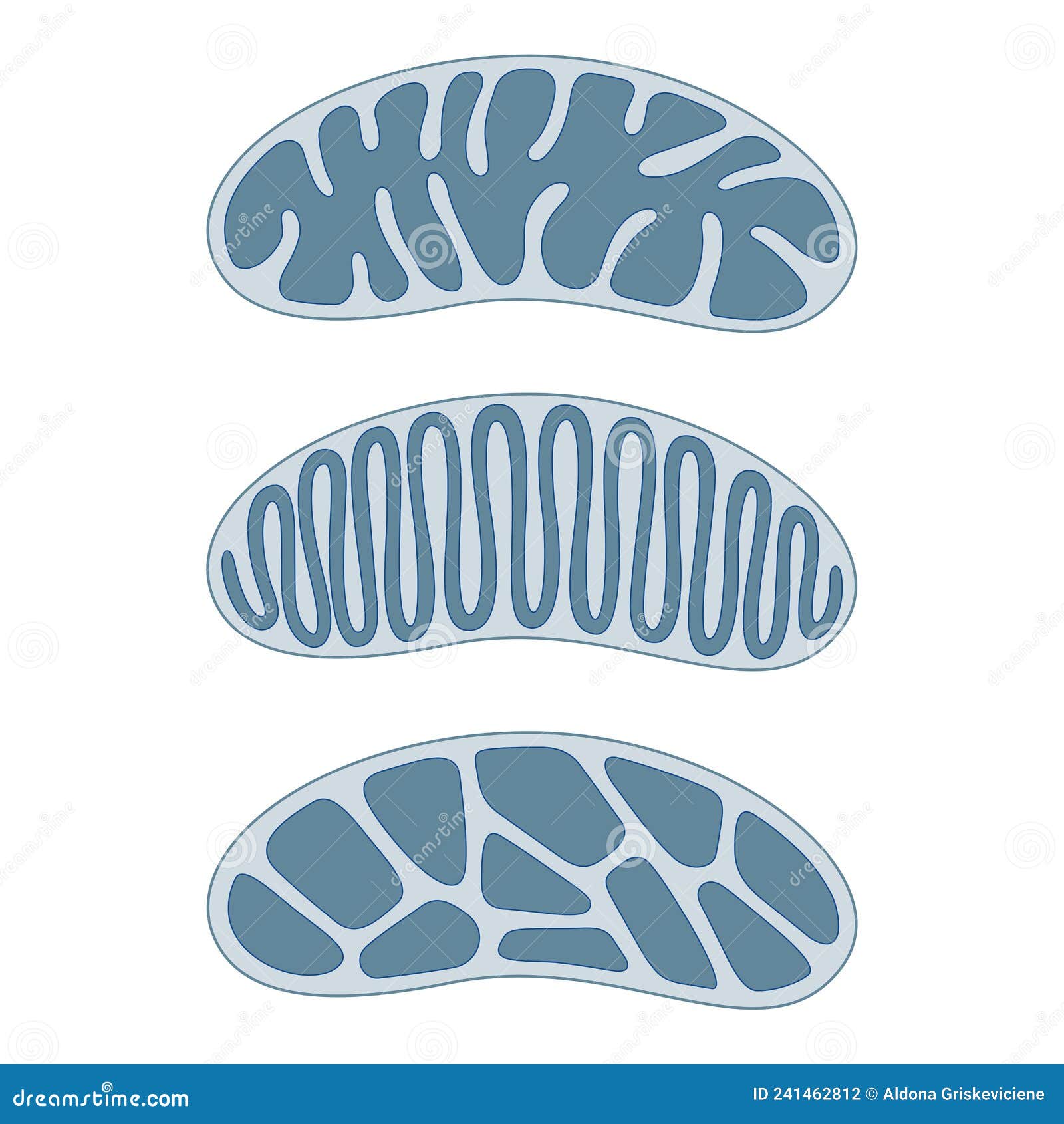 the basic types and forms of the fine structure of mitochondrial cristae. types of mitochondria