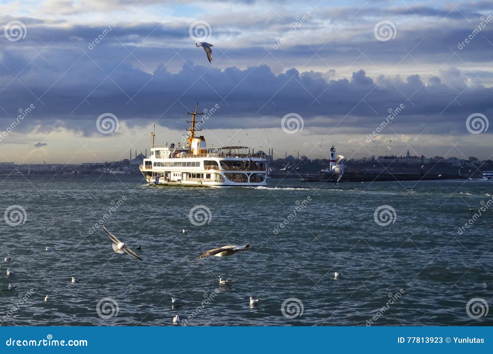 istanbul ferries and seagulls