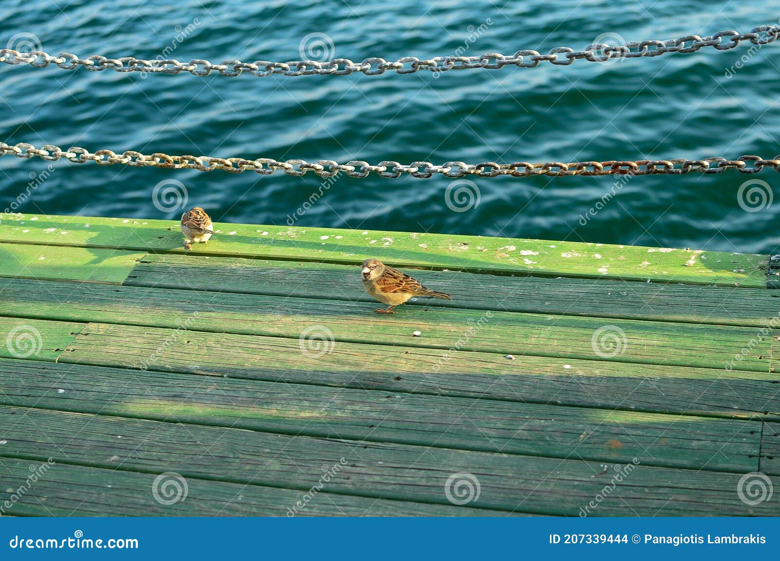 birds on kadÃÂ±kÃÂ¶y moda coast