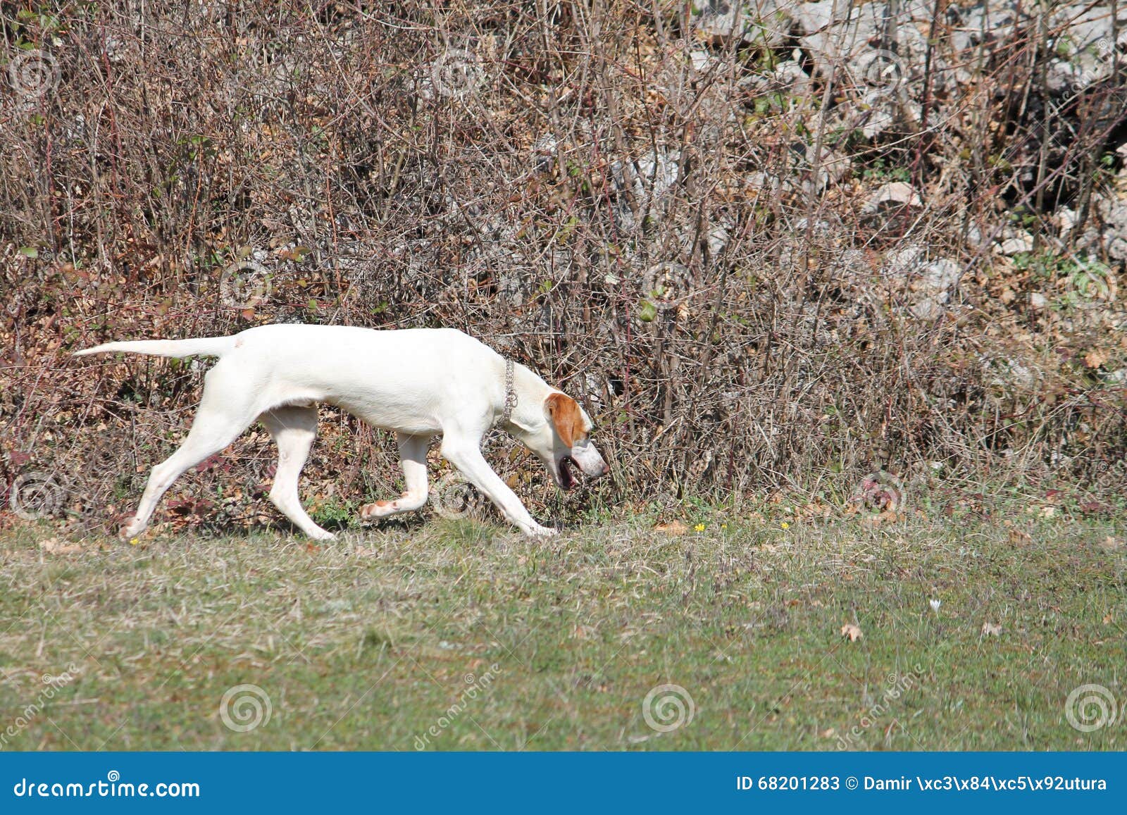 should i get a istrian shorthaired hound