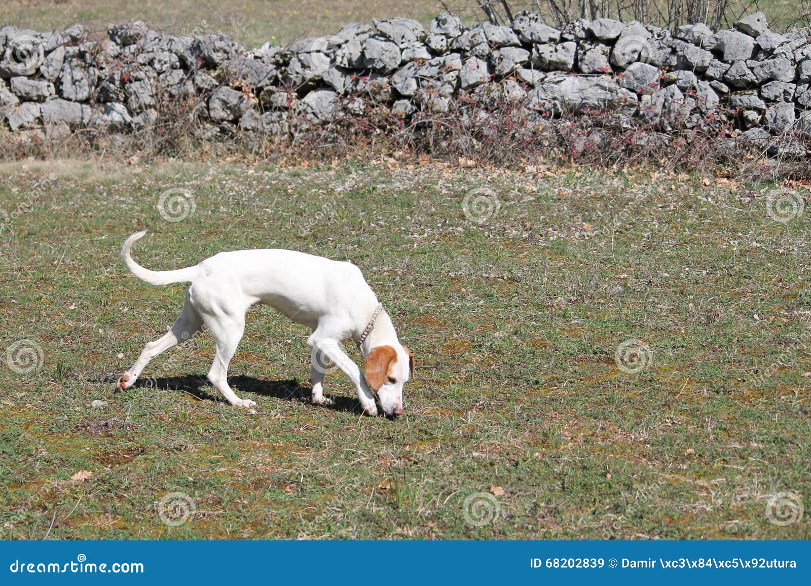 Istrian Shorthaired Hound Hunts Field Mice Stock Photo 68202839 Megapixl