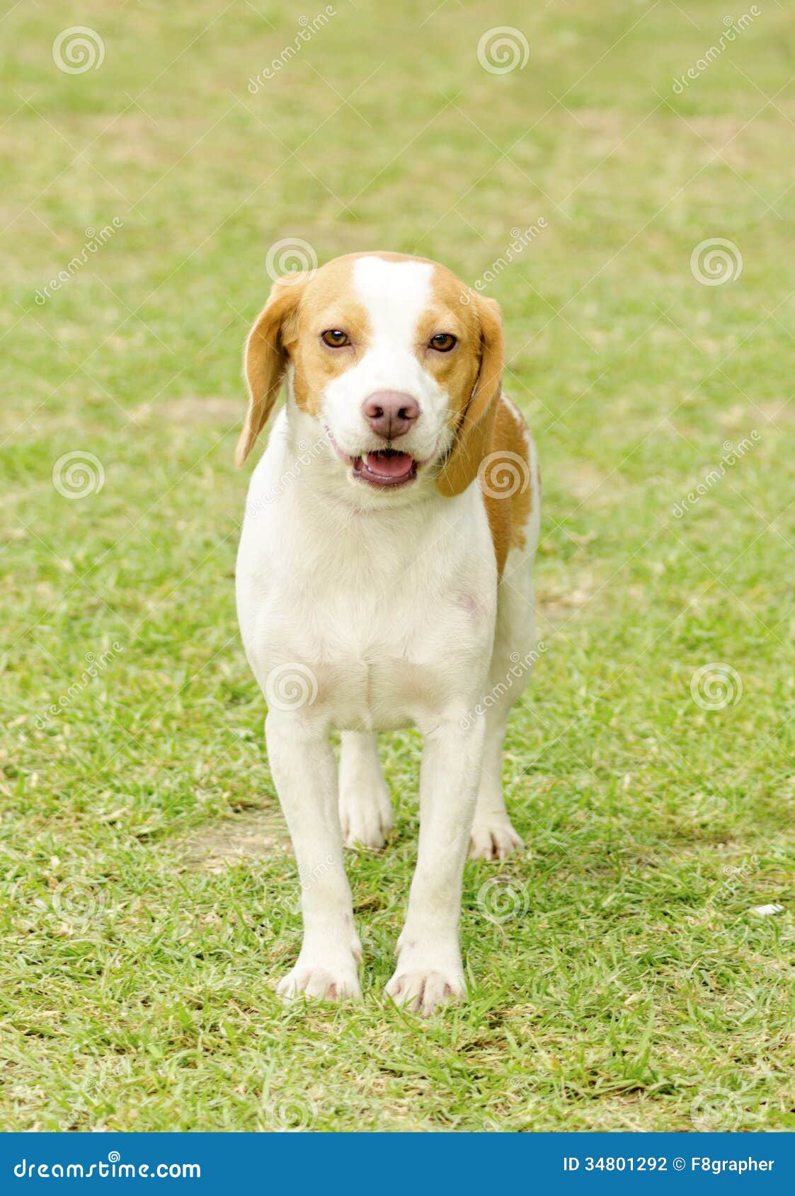 should i get a istrian shorthaired hound