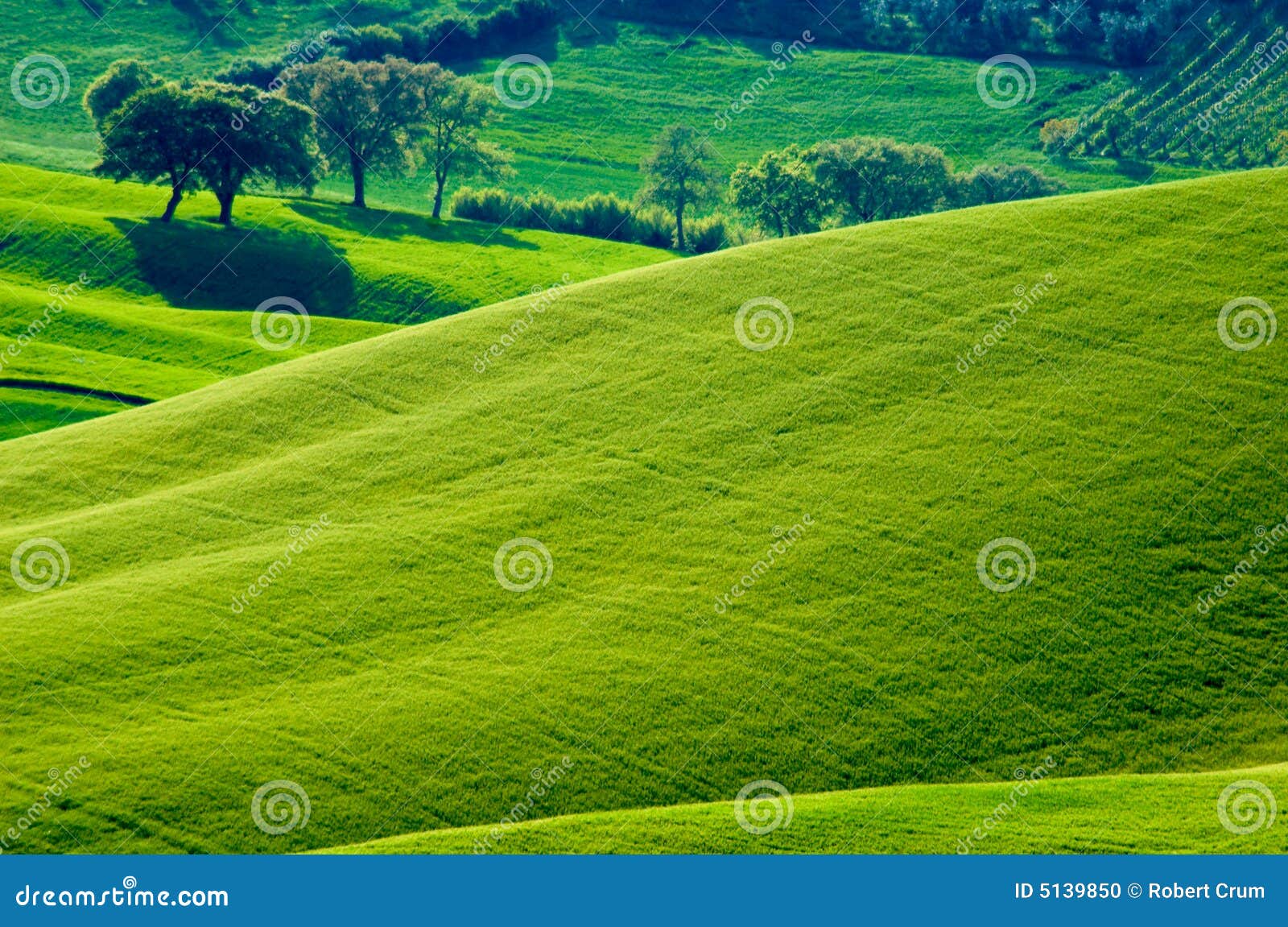 Italiaanse gebieden. Landelijk plattelandslandschap in het gebied van Toscanië van luxuriant hellende gebieden Italy.Green van tarwe in het gebied van Toscanië van Italië. Dit is in Val d'Orcia, een vallei in het hart van Toscanië dat een Plaats van de Erfenis van de Wereld van de V.N. is.