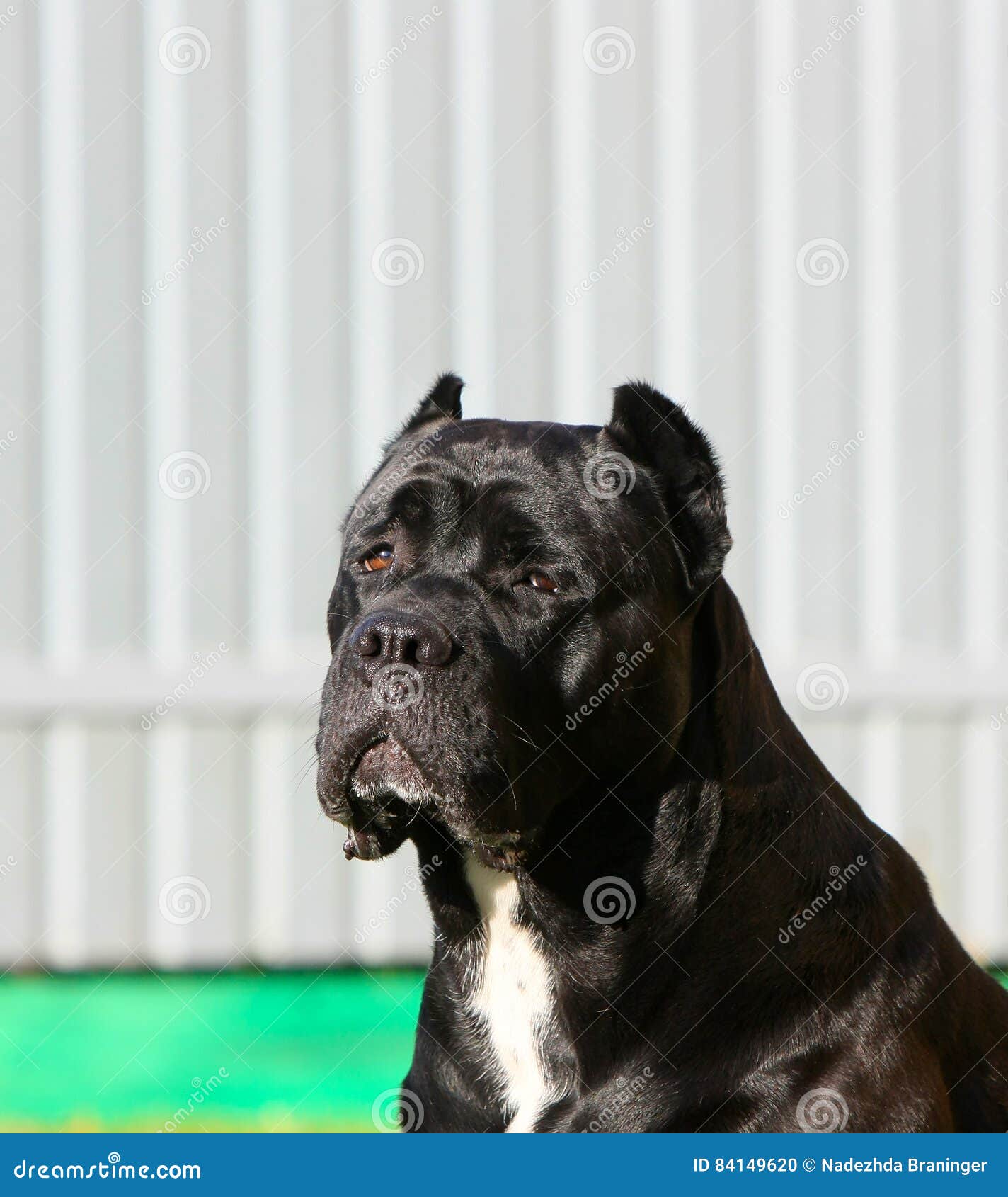 why do they crop cane corso ears